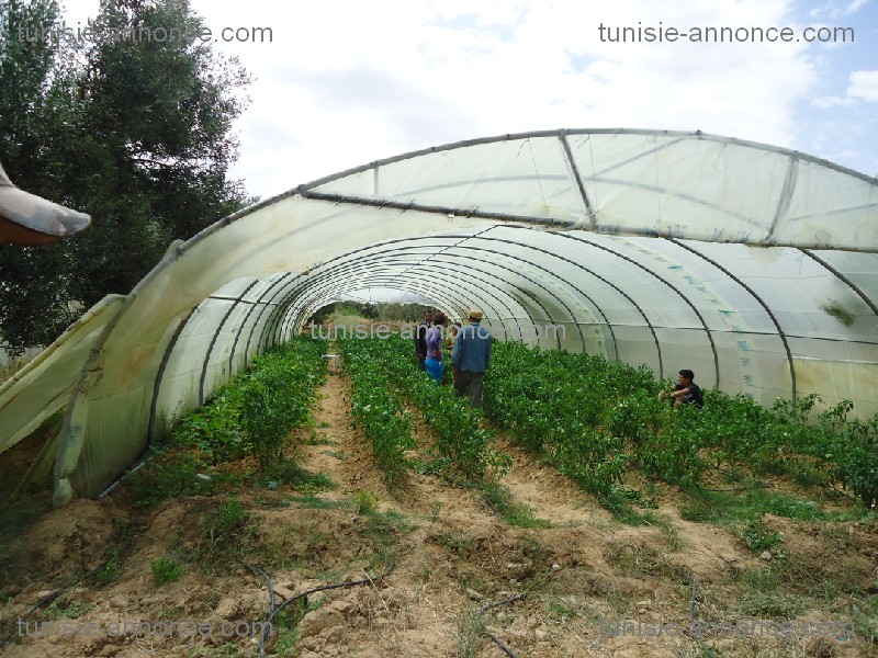 Terrain&nbsp;Terrain agricole