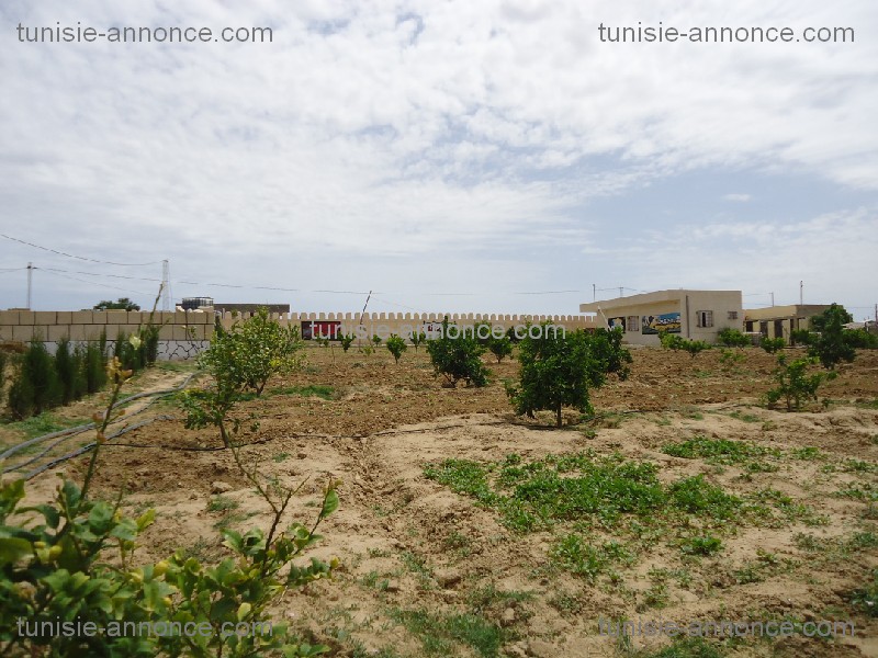 Kalaa Essghira&nbsp;Kalaa Essghira&nbsp;Terrain&nbsp;Terrain agricole&nbsp;Terrain  agricole kalaa essghira