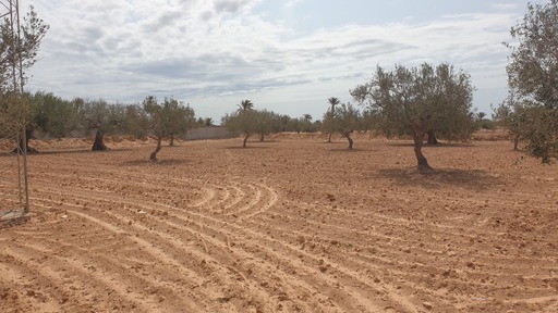 Djerba - Midoun El May Terrain Terrain agricole Terrain 2 658 m2 sur route  el may  4175 djerba