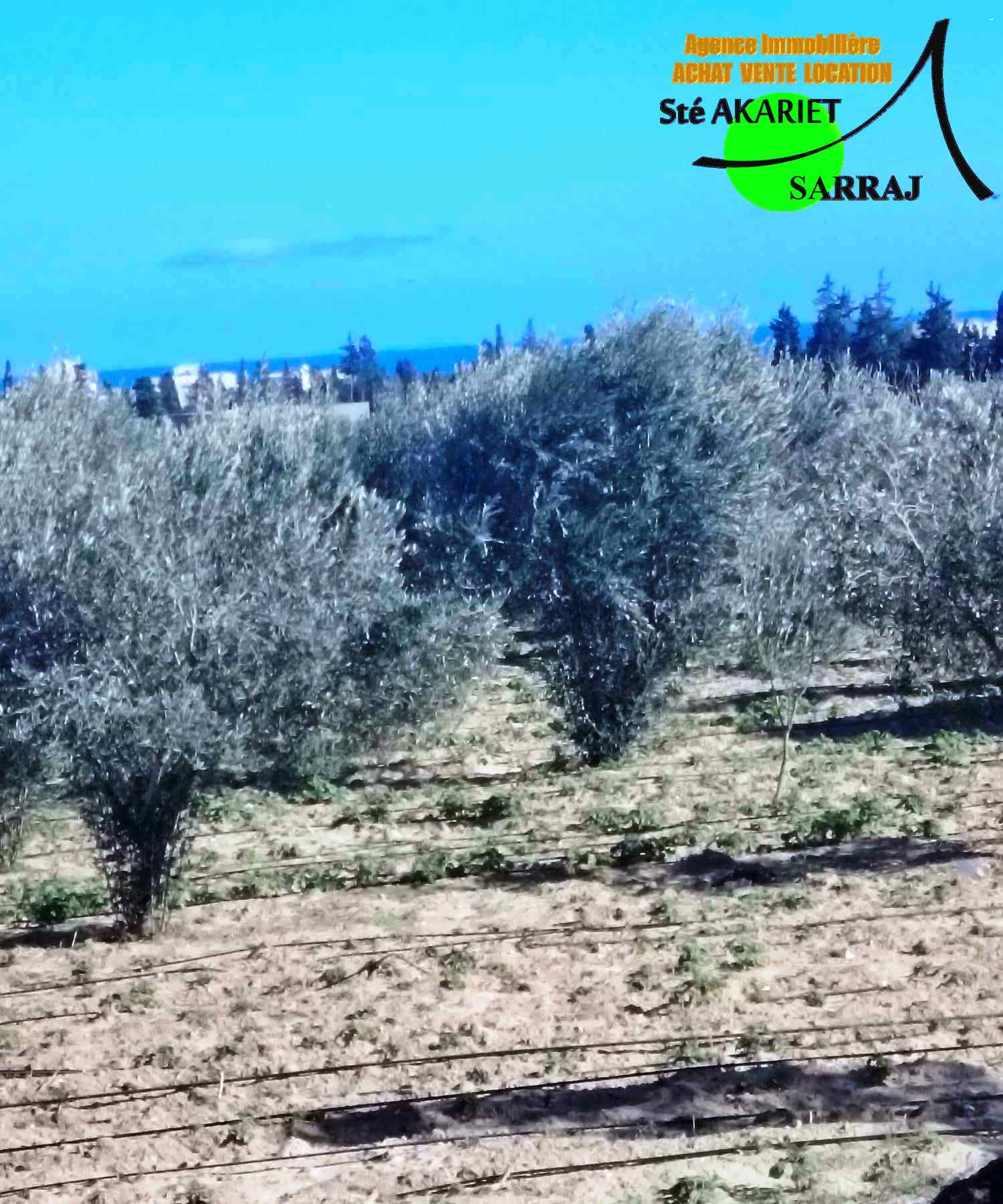 Akouda Chatt Meriem Terrain Terrain agricole Terrain titr 1094m vue de mer  tantana