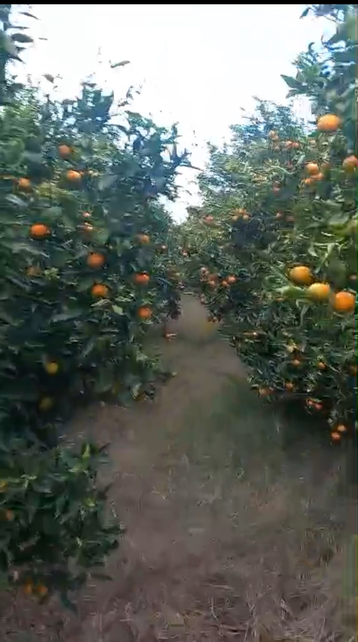 Beni Khalled Bir Drassen Terrain Terrain agricole Ferme d orange