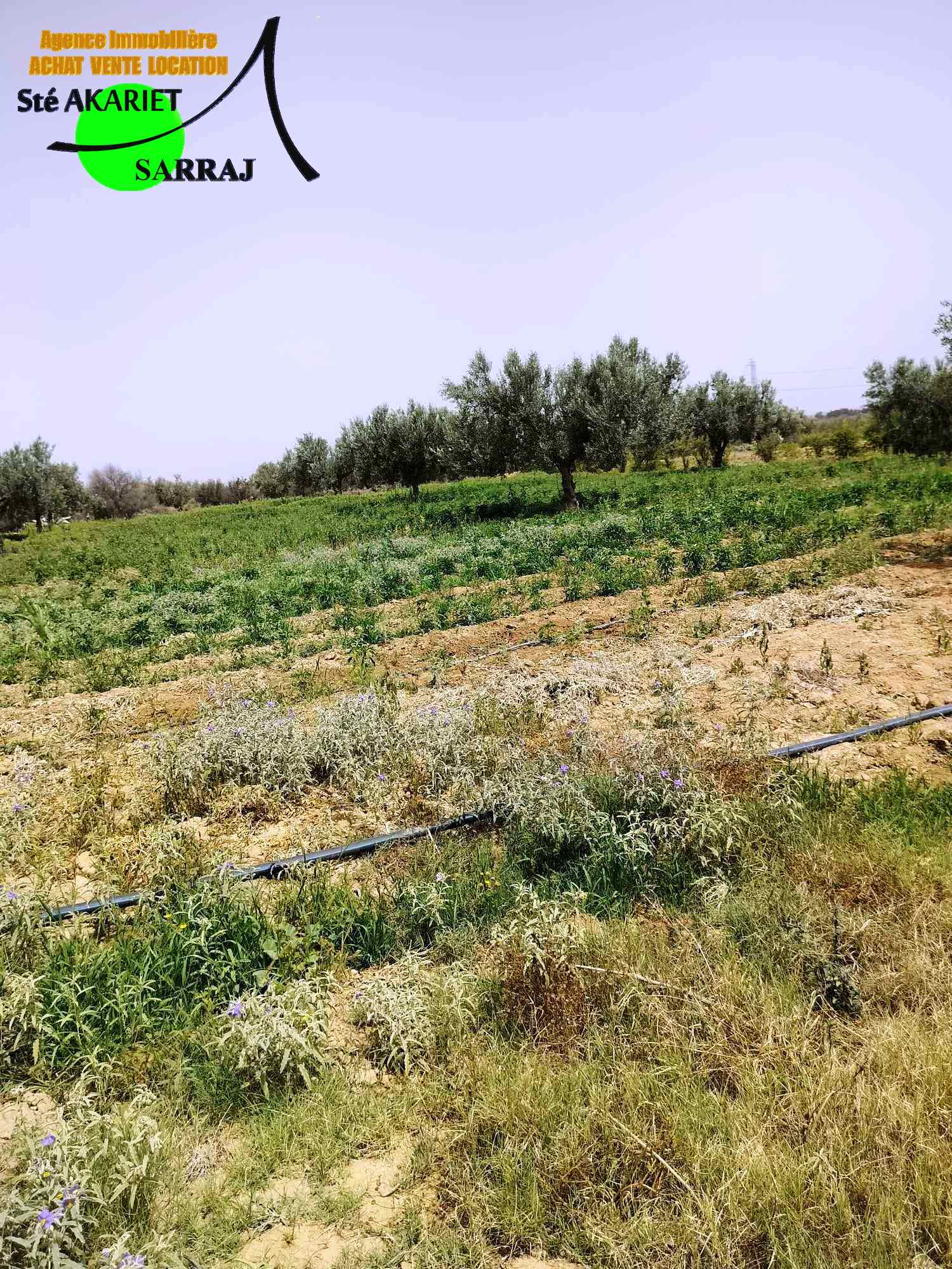 Terrain Terrain agricole