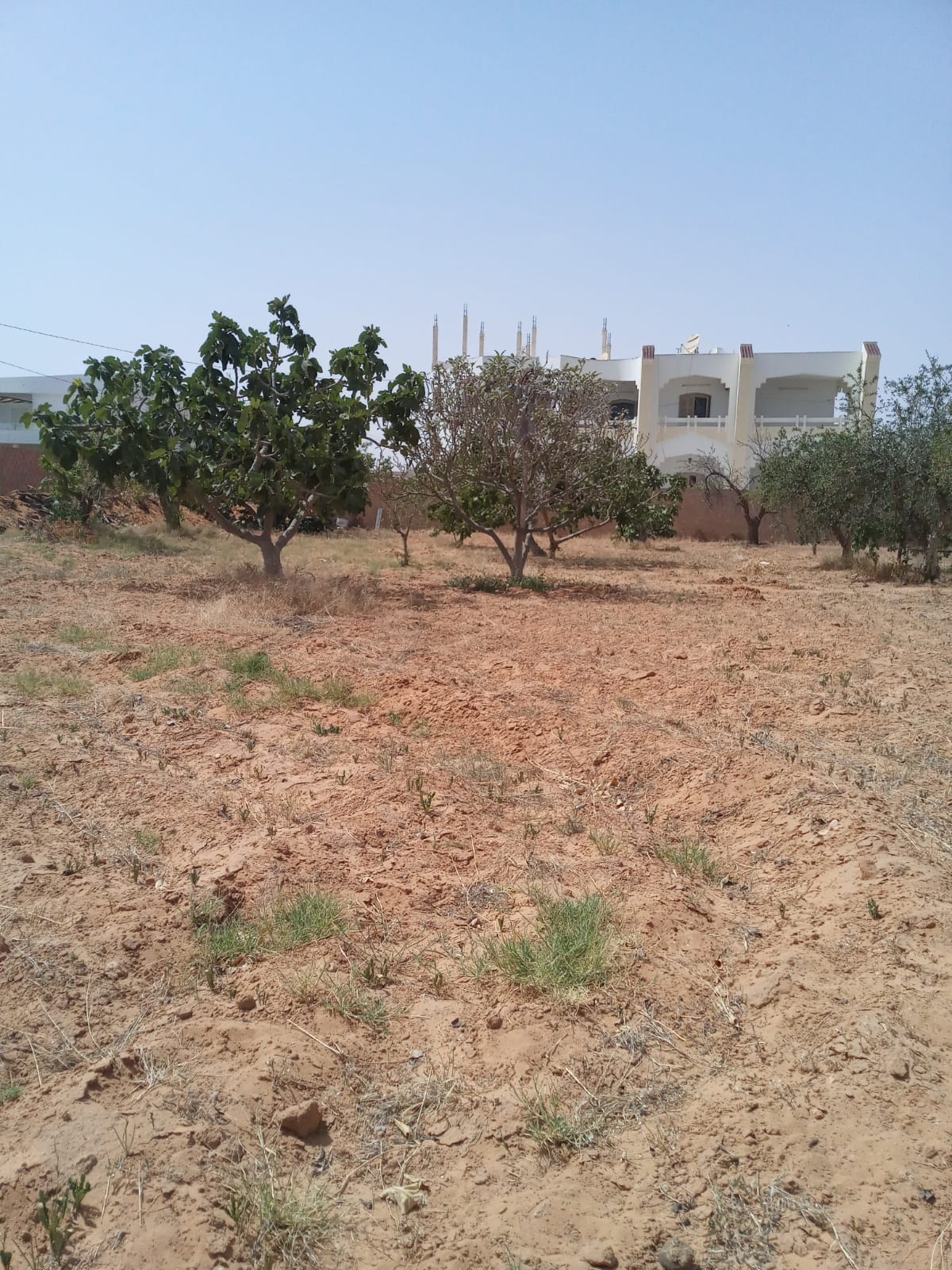Sakiet Ezzit Merkez Chihya Terrain Terrain nu Sfax chihya vnt ter 574m2
