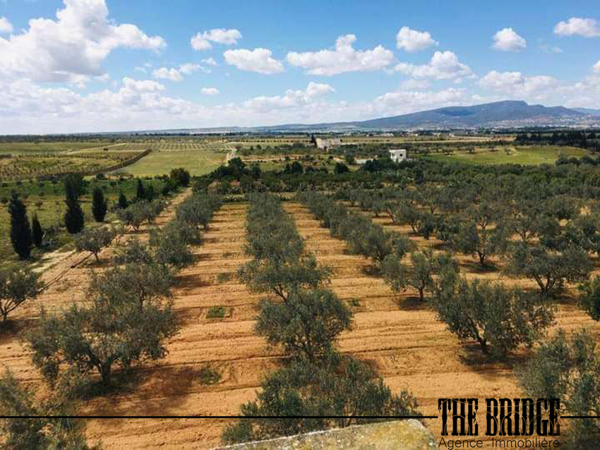 Terrain Terrain agricole