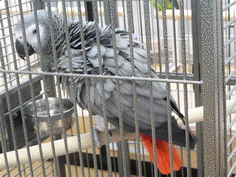 Oiseaux Autre