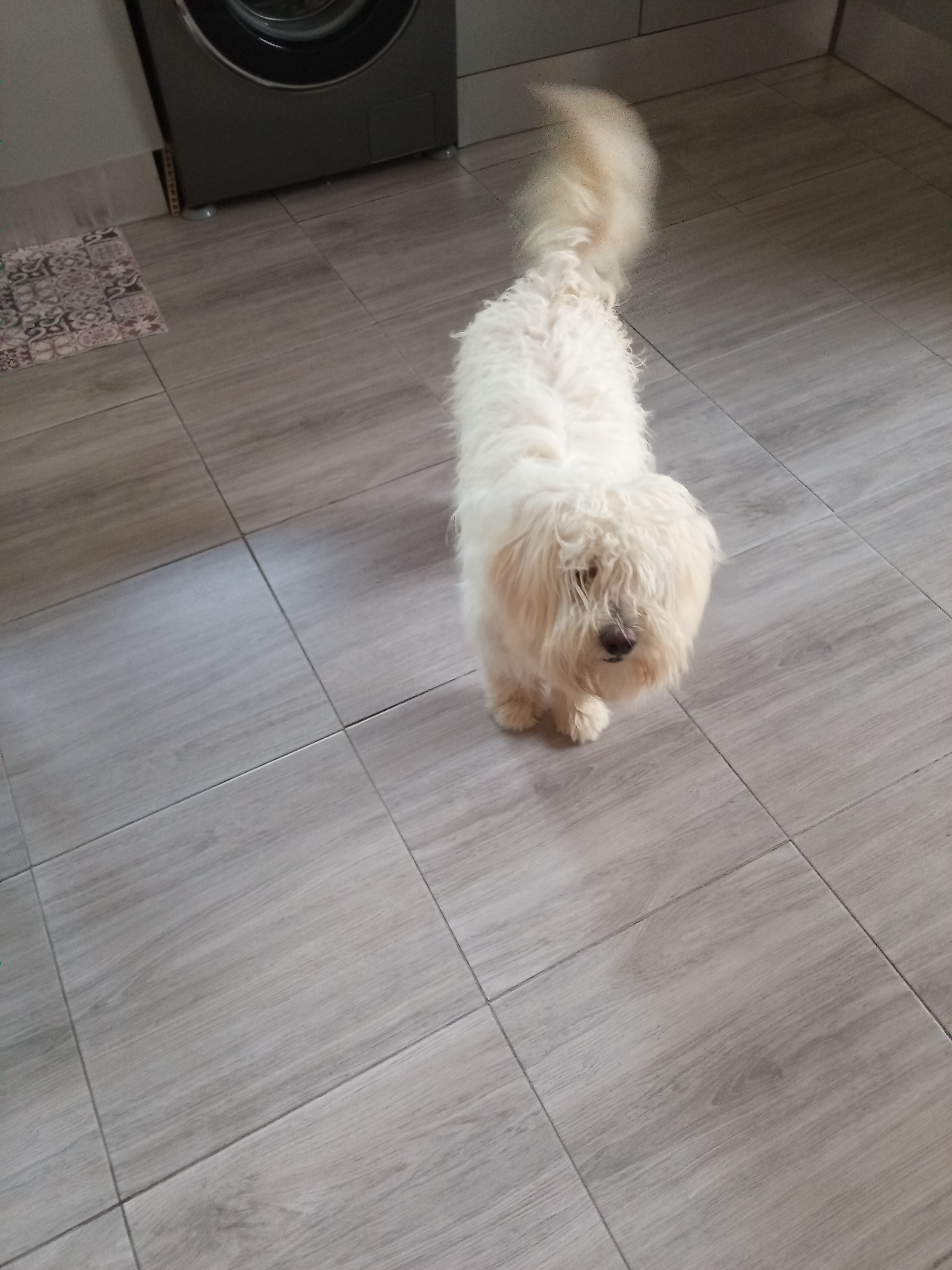 Chiens Autre