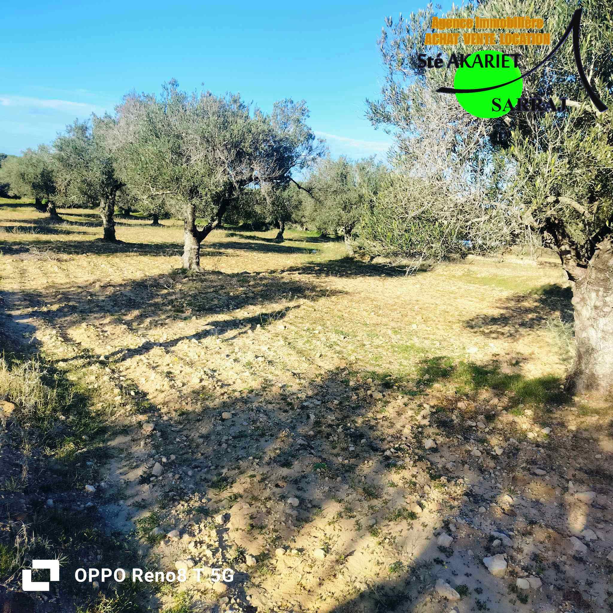 Akouda&nbsp;Chatt Meriem&nbsp;Terrain&nbsp;Terrain agricole&nbsp;Opportunit� terrain agricole 3366m � fokaia