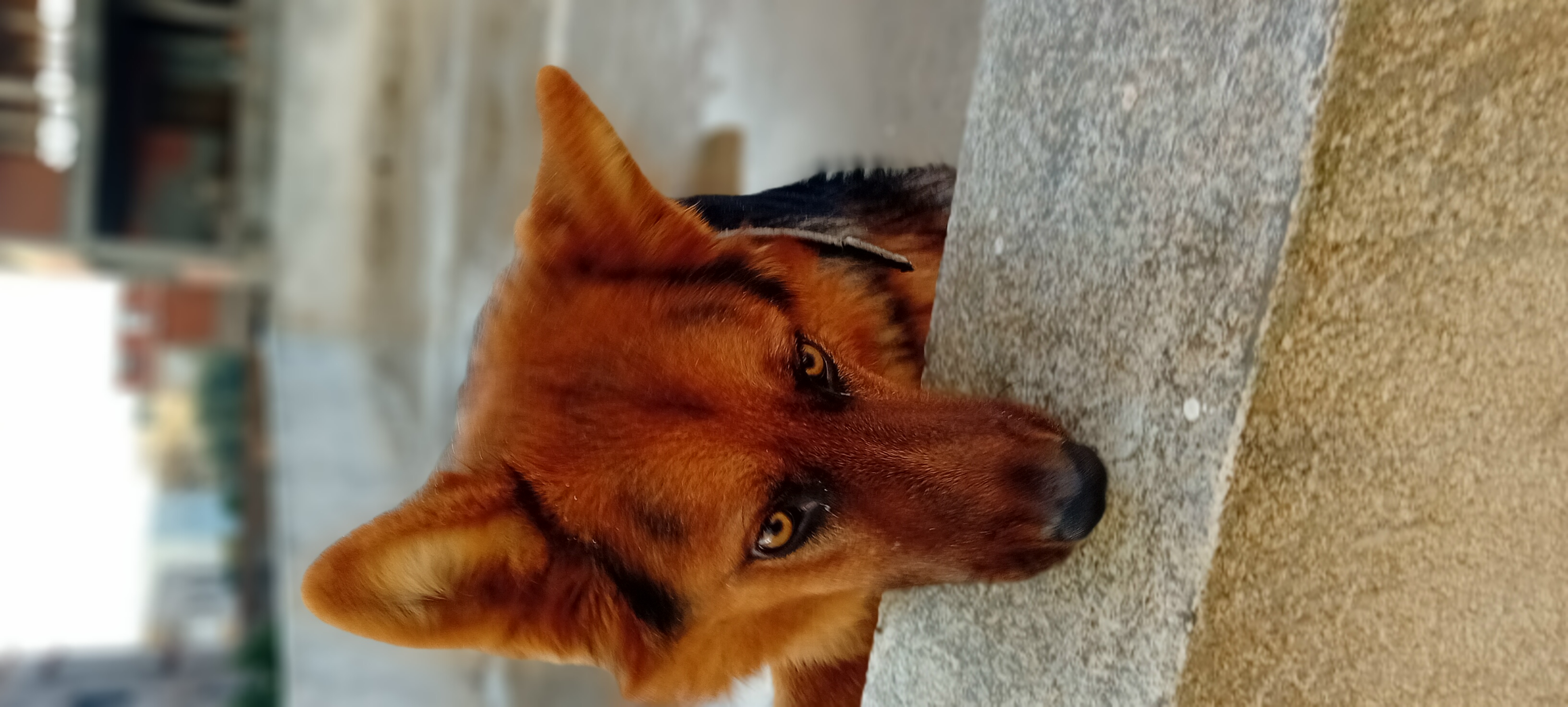 Chiens Autre