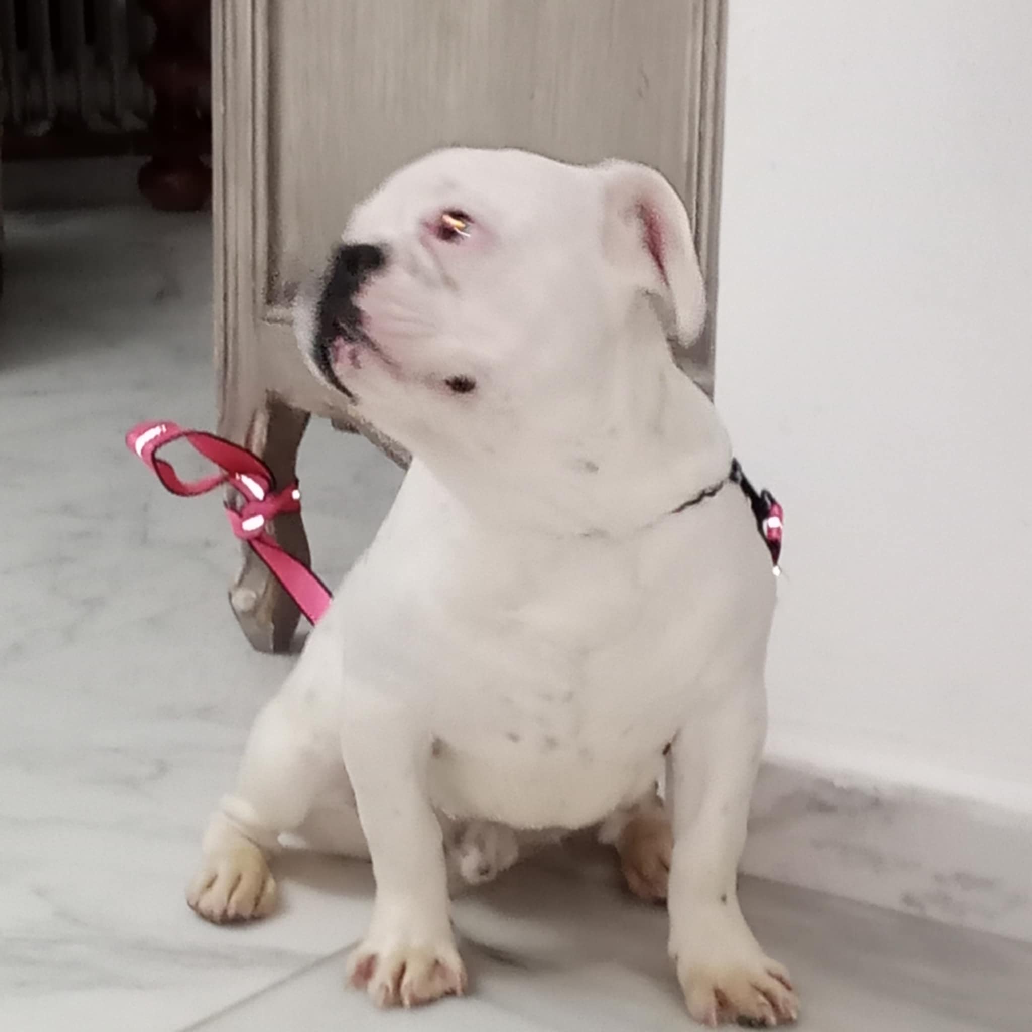La Soukra Aeroport Tunis Carthage Chiens Autre Bb bouledogue francais de 7 mois