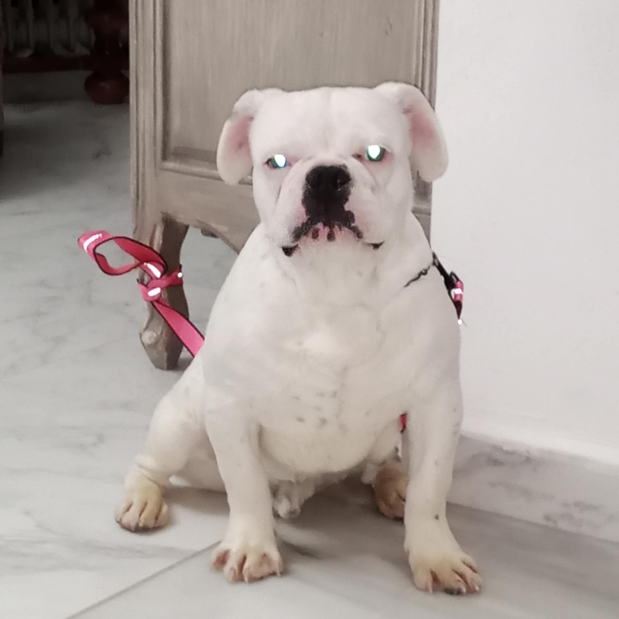 La Soukra Aeroport Tunis Carthage Chiens Autre Bb bouledogue francais de 7 mois