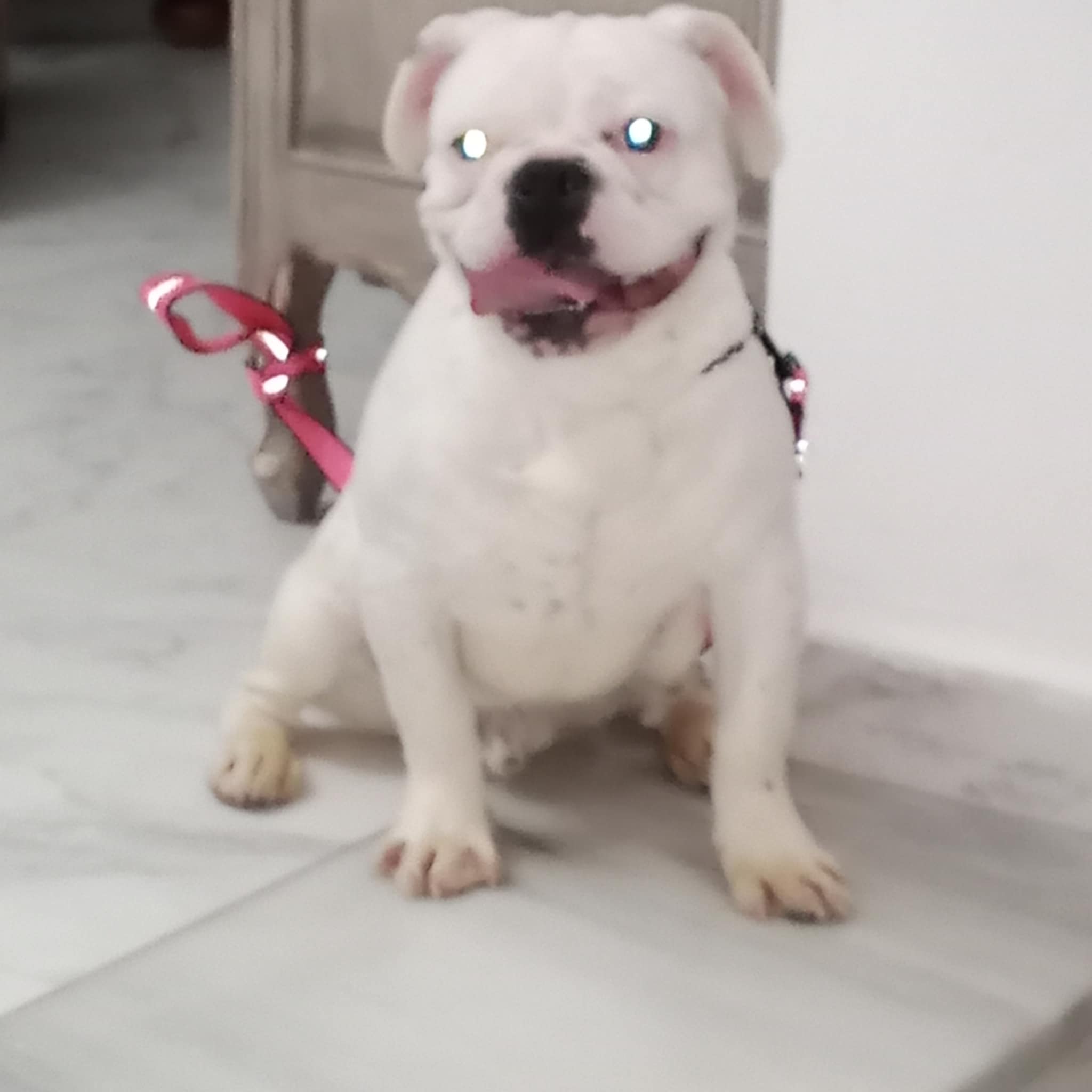 La Soukra Aeroport Tunis Carthage Chiens Autre Bb bouledogue francais de 7 mois