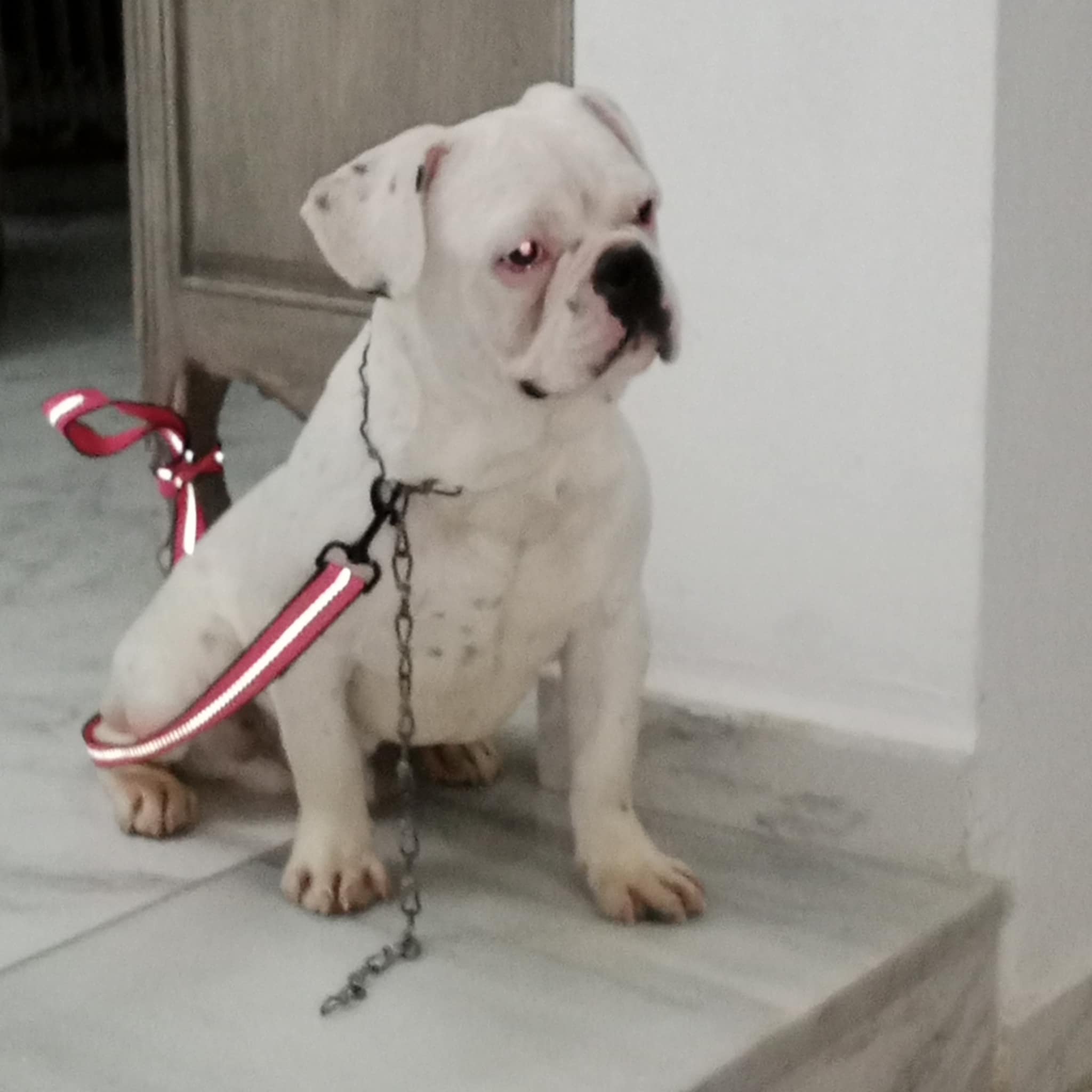 La Soukra Aeroport Tunis Carthage Chiens Autre Bb bouledogue francais de 7 mois