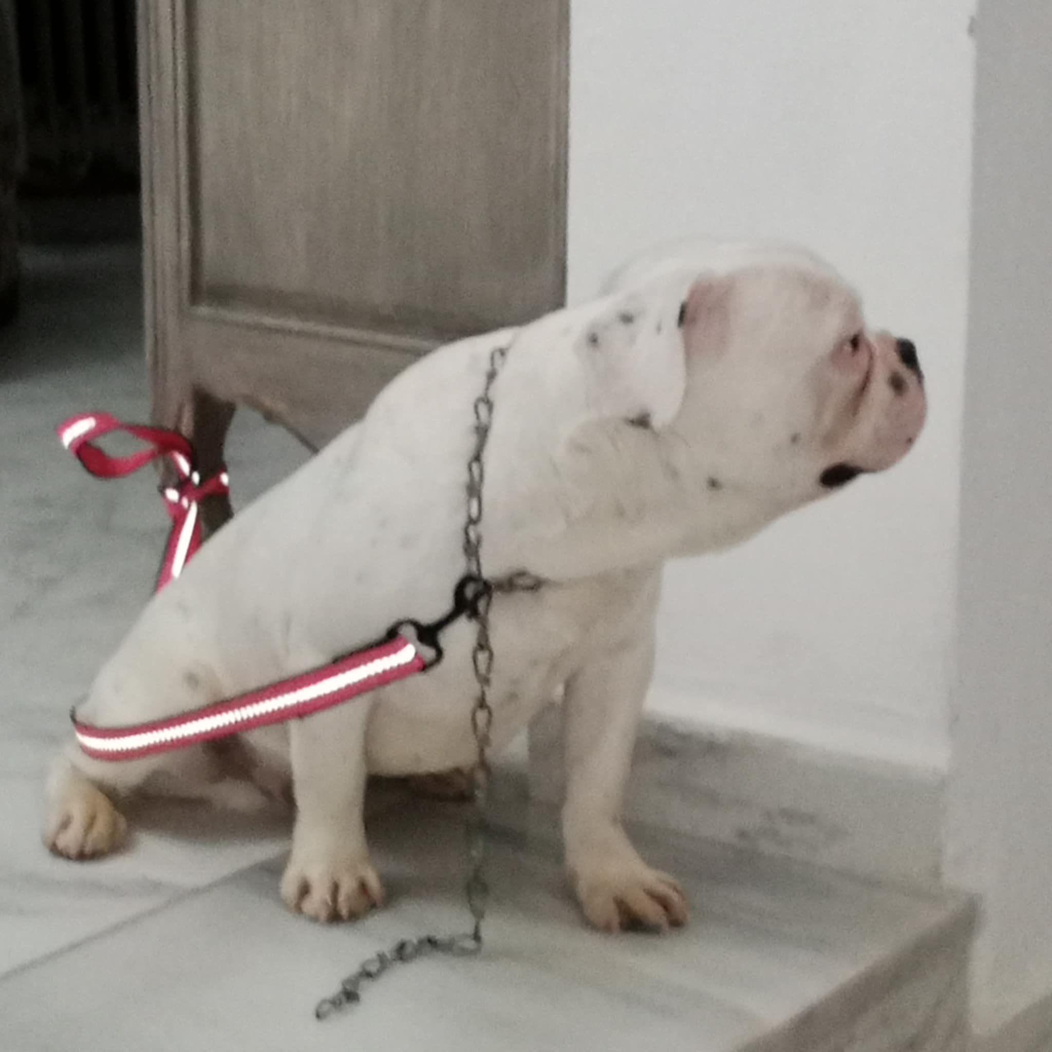 Chiens Autre