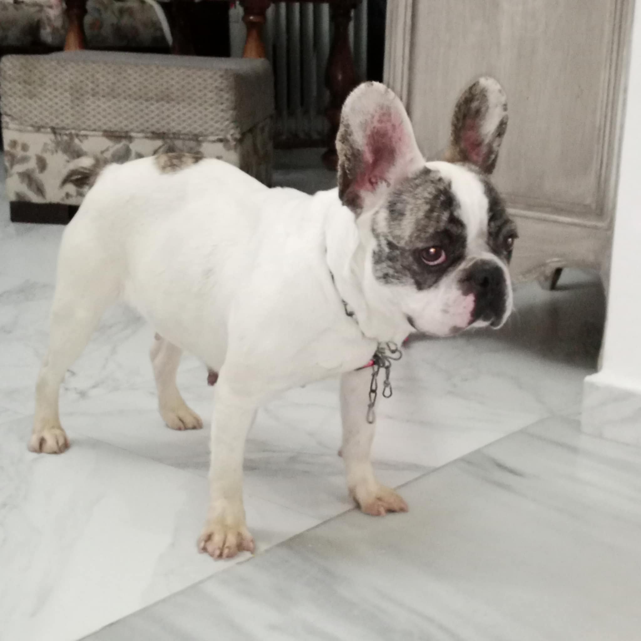 Chiens Autre