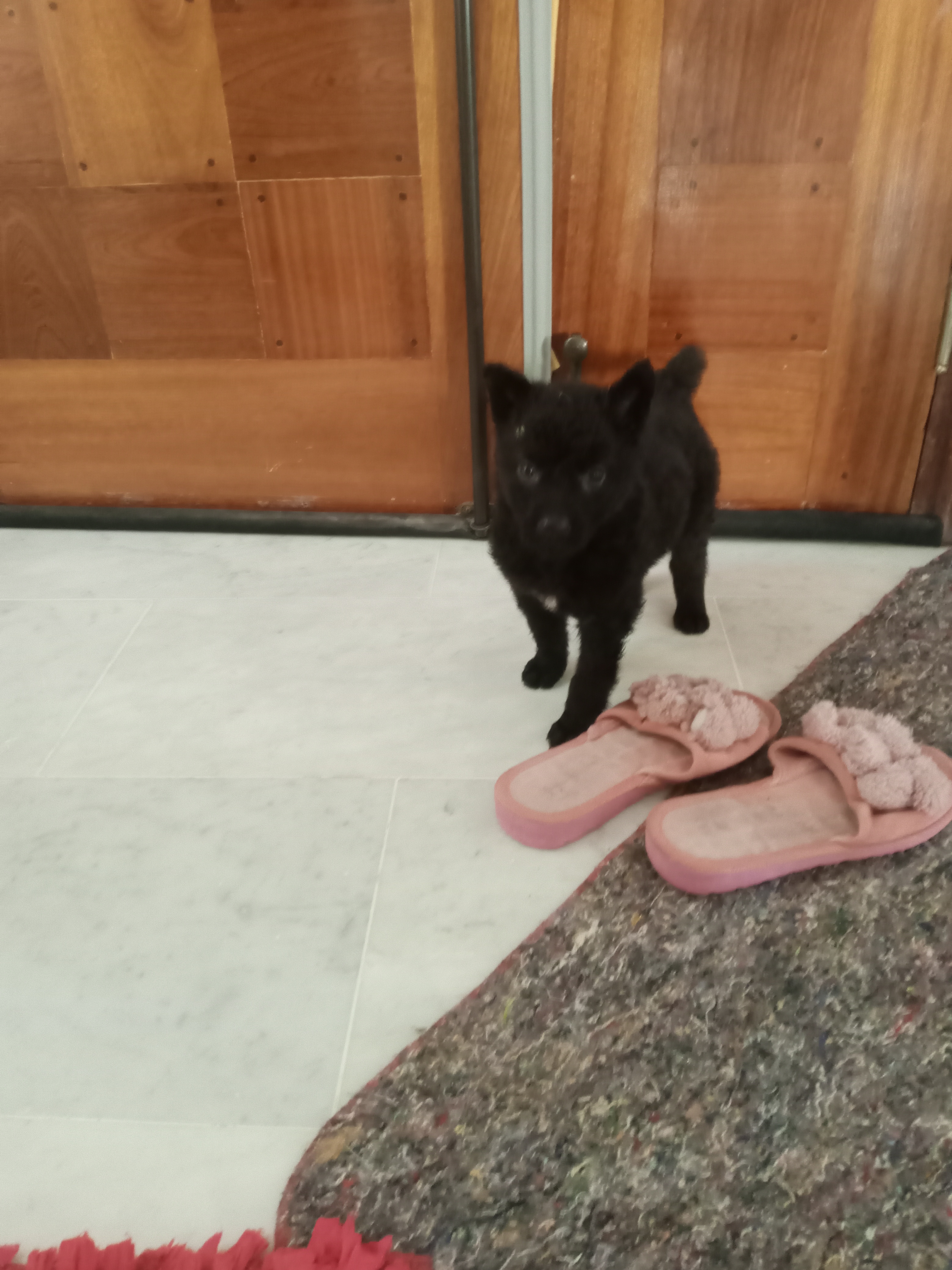 Chiens Autre