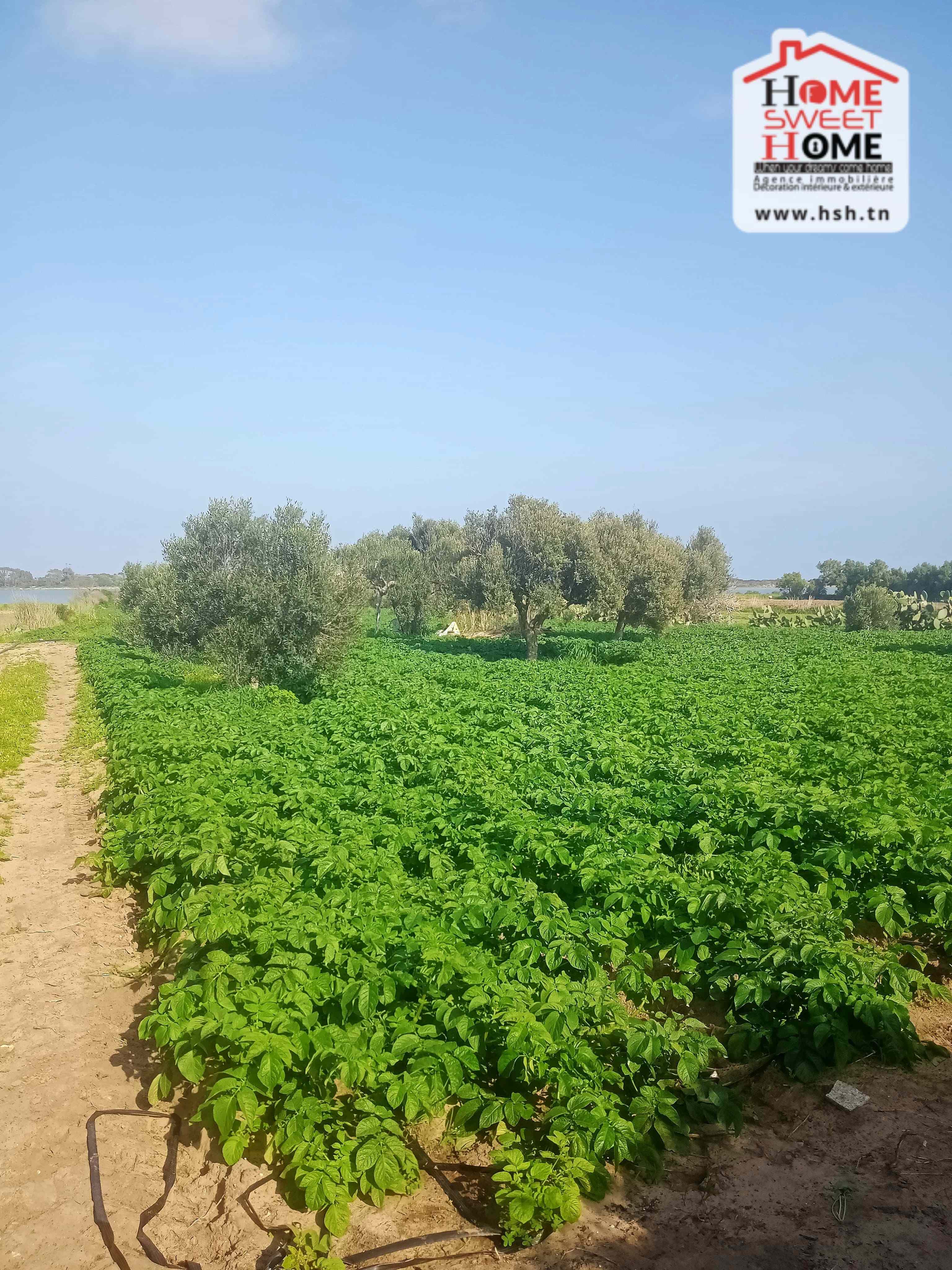 Hammam El Ghezaz&nbsp;Hammam El Ghezaz&nbsp;Terrain&nbsp;Terrain agricole&nbsp;Terrain agricole toris � hammem ghzez
