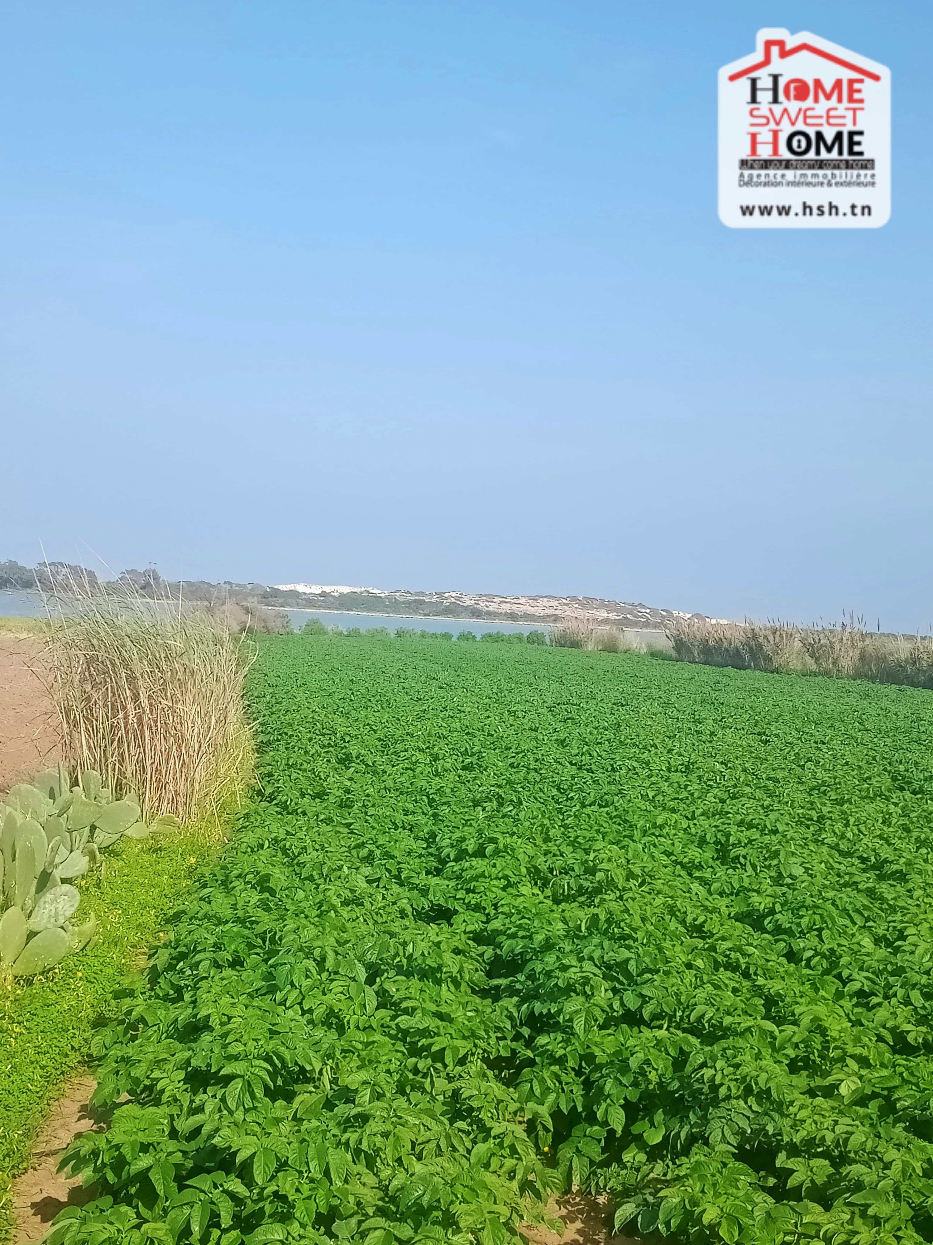 Hammam El Ghezaz&nbsp;Hammam El Ghezaz&nbsp;Terrain&nbsp;Terrain agricole&nbsp;Terrain agricole toris � hammem ghzez