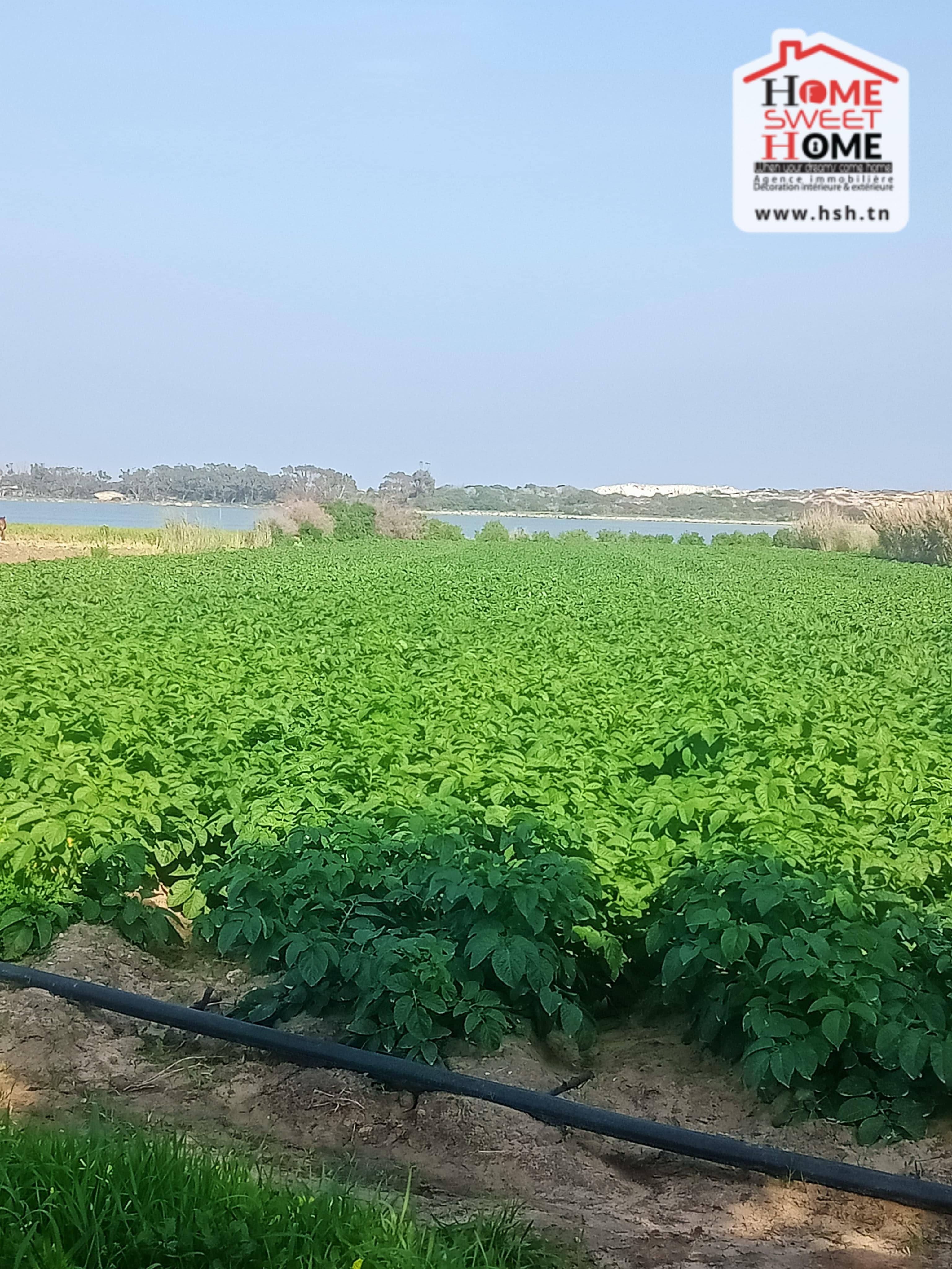 Hammam El Ghezaz&nbsp;Hammam El Ghezaz&nbsp;Terrain&nbsp;Terrain agricole&nbsp;Terrain agricole toris � hammem ghzez