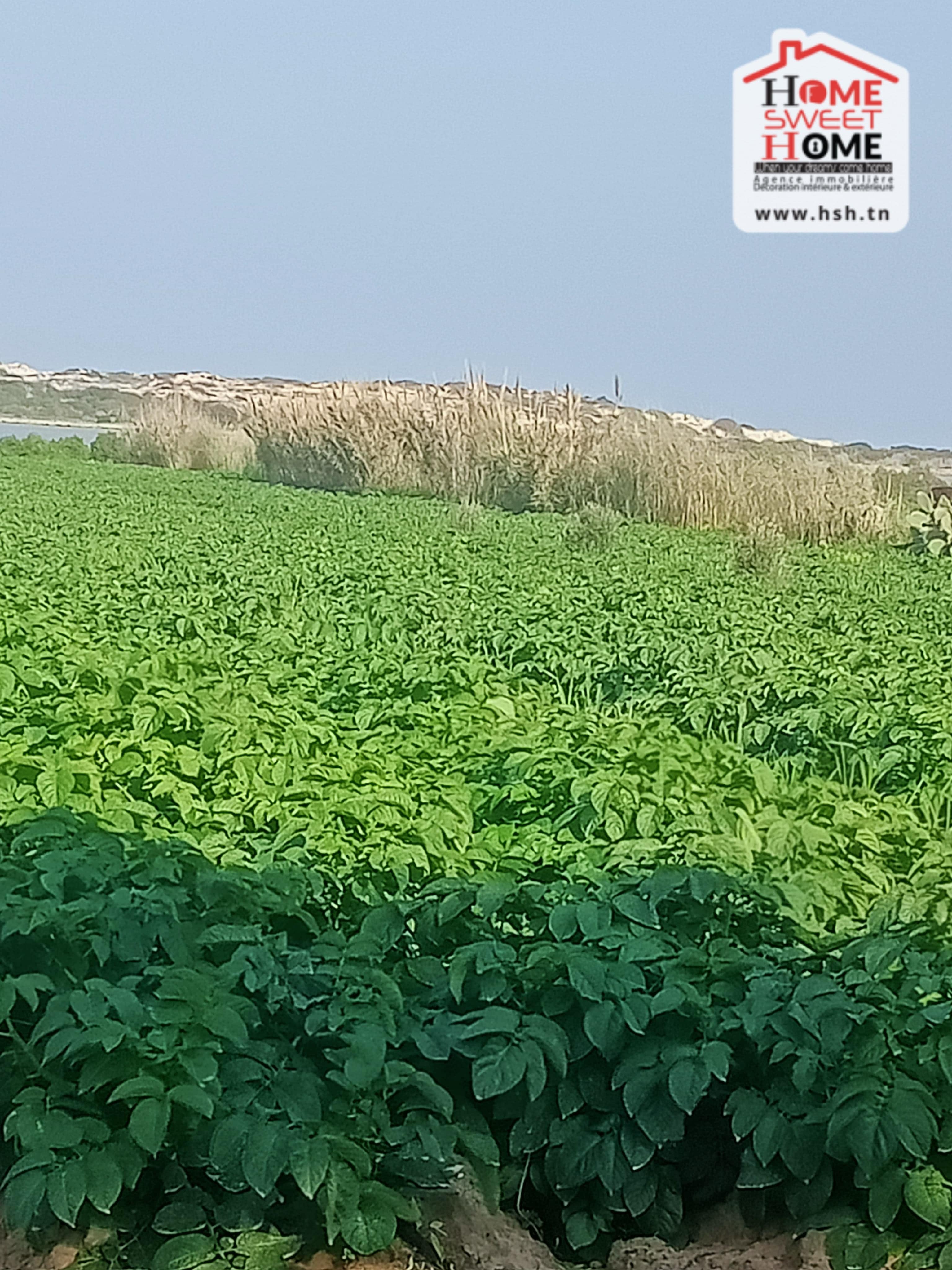 Terrain&nbsp;Terrain agricole
