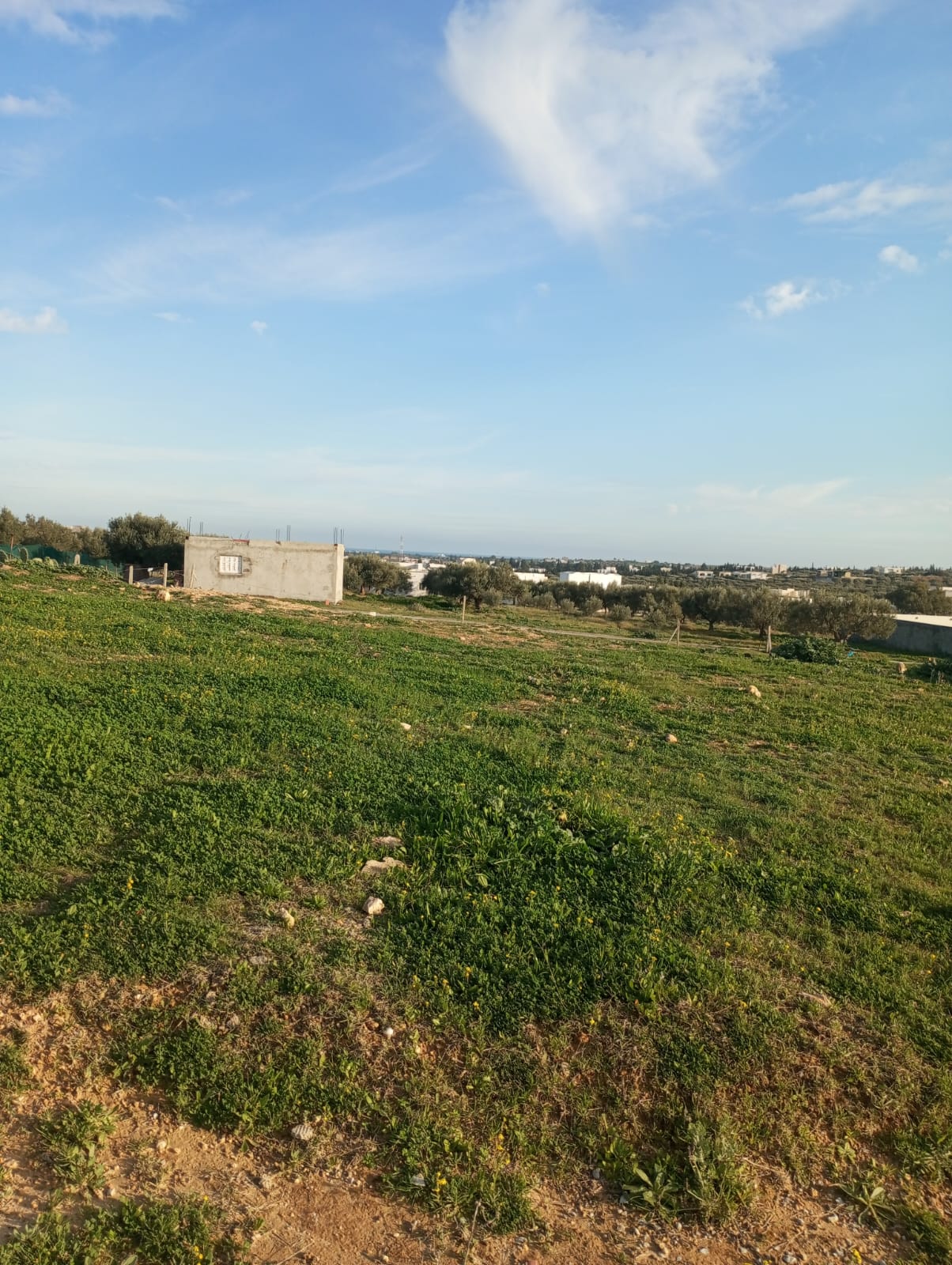 Hammamet&nbsp;Hammamet&nbsp;Terrain&nbsp;Terrain nu&nbsp;Av terrain 1000m � monchar hammamet sud