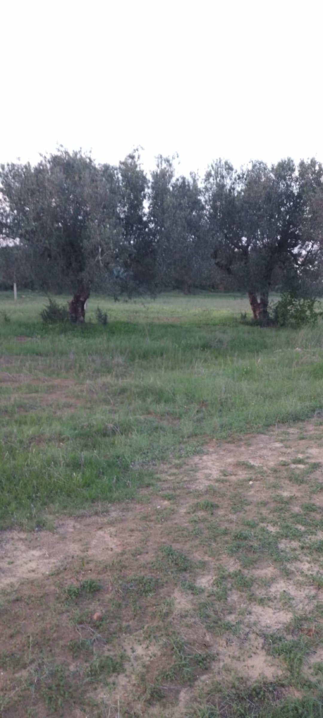 Terrain Terrain agricole