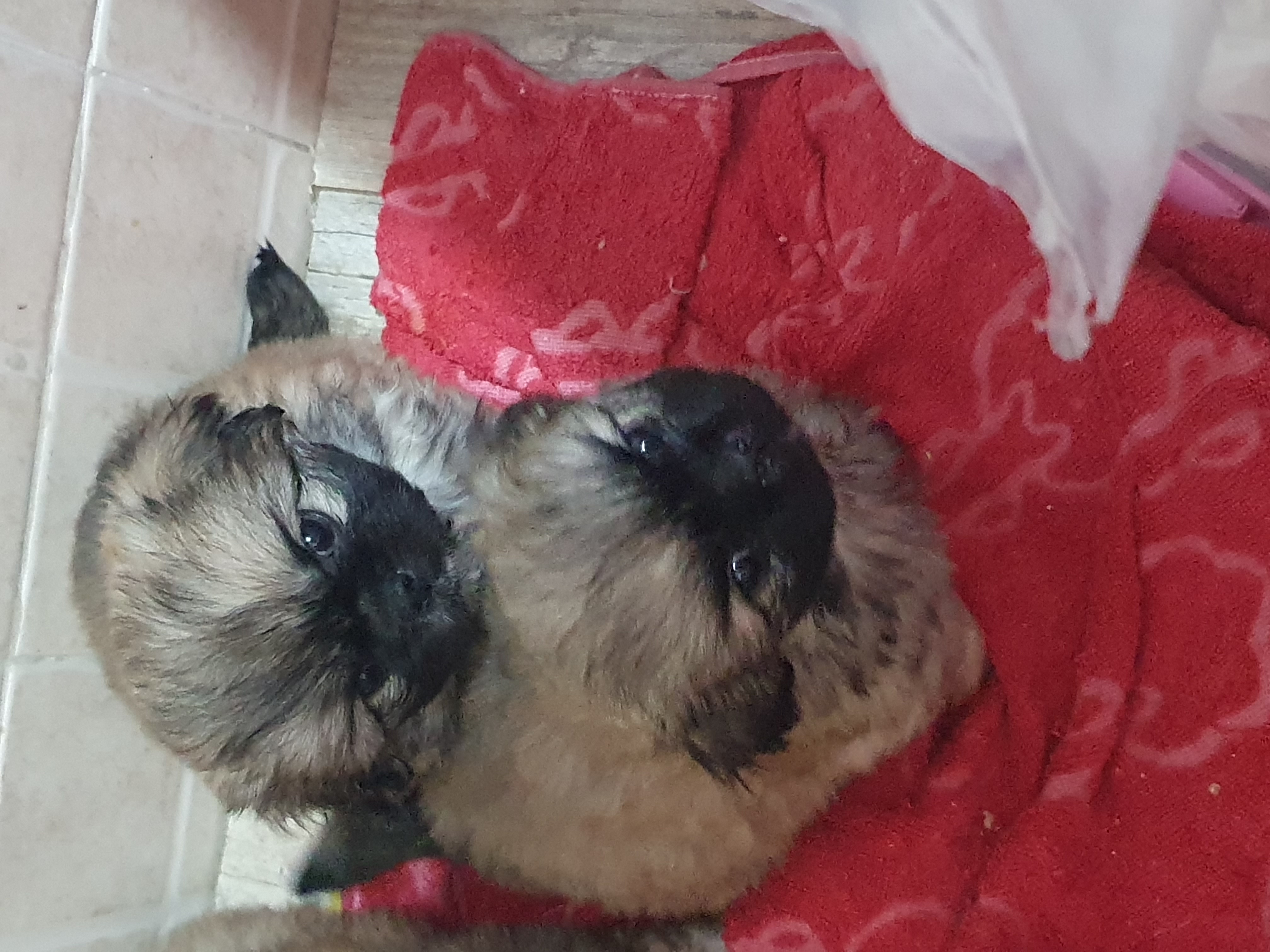 Chiens Autre