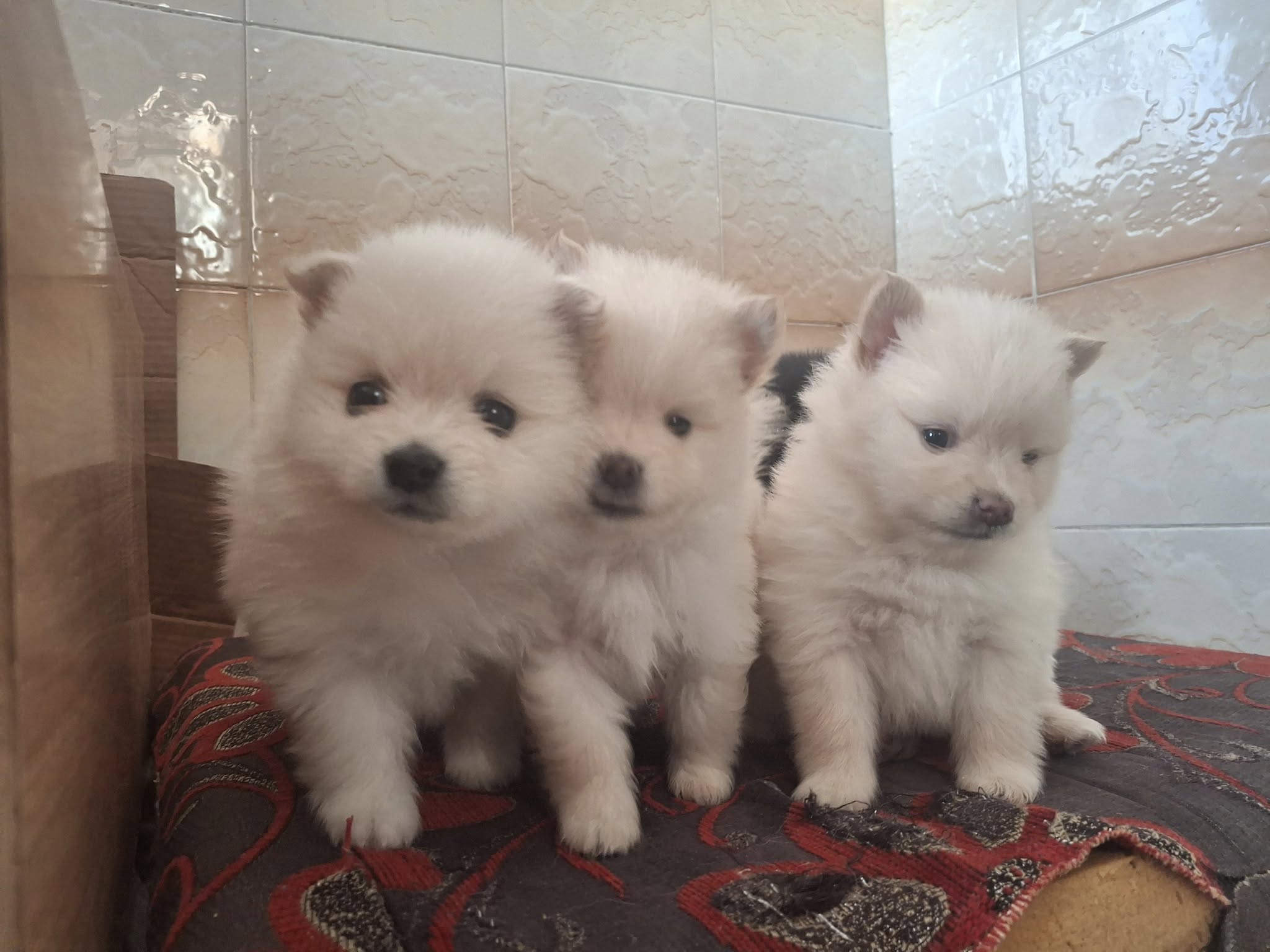 Hammam Sousse Hammam Sousse Chiens Autre Chiot spitz pom top