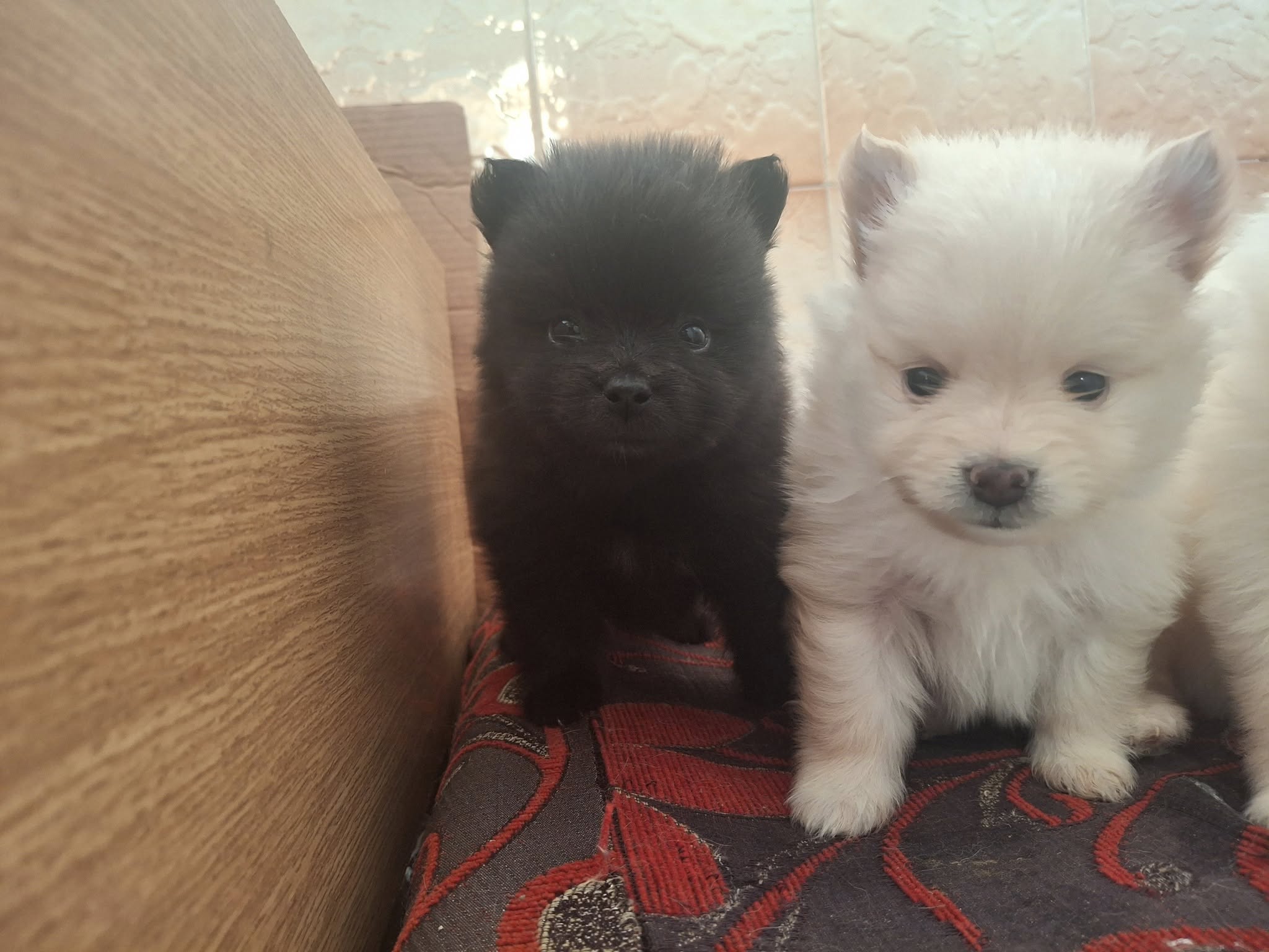Hammam Sousse Hammam Sousse Chiens Autre Chiot spitz pom top