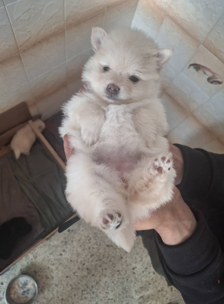 Hammam Sousse Hammam Sousse Chiens Autre Chiot spitz pom top