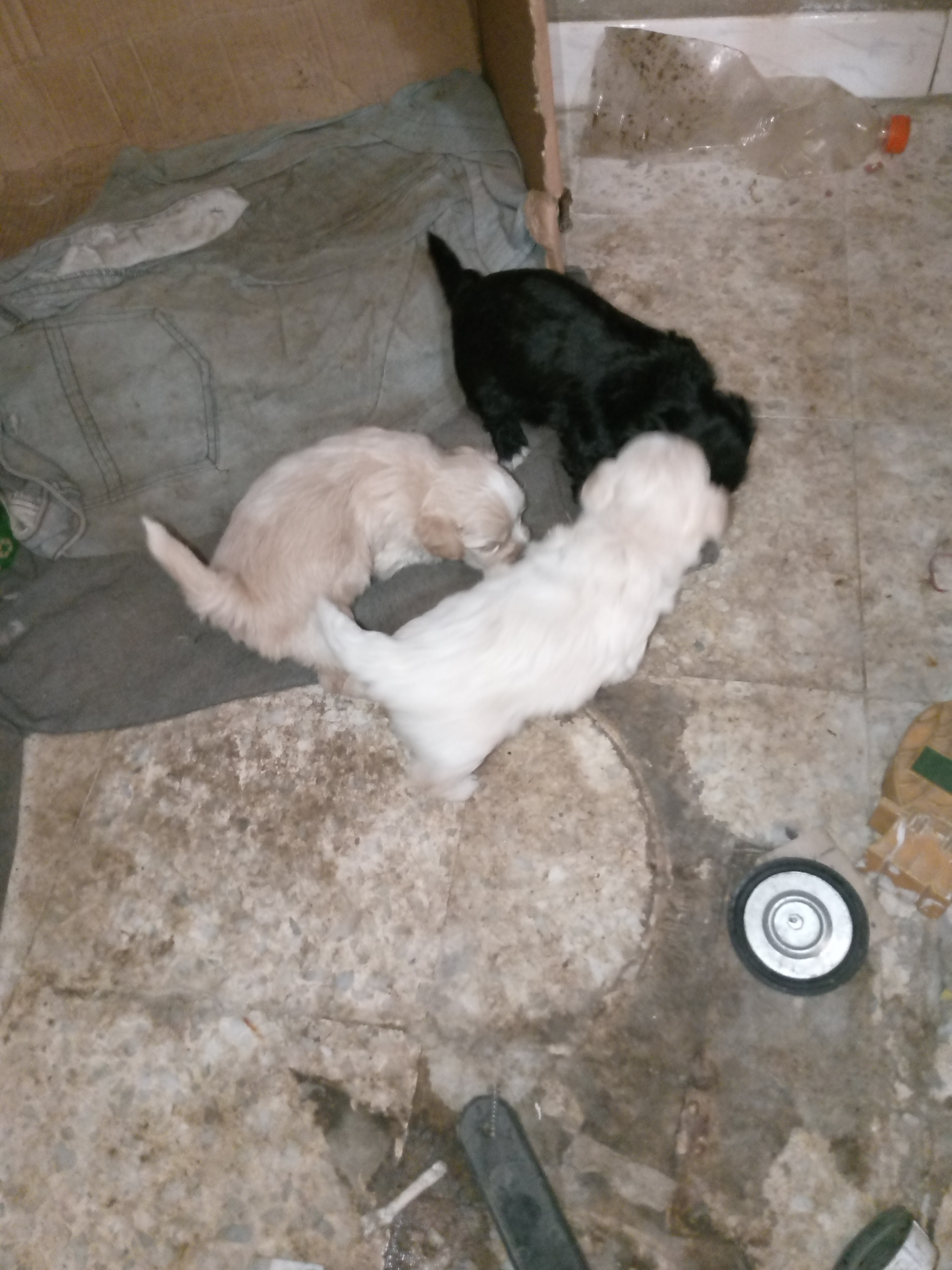Chiens Autre
