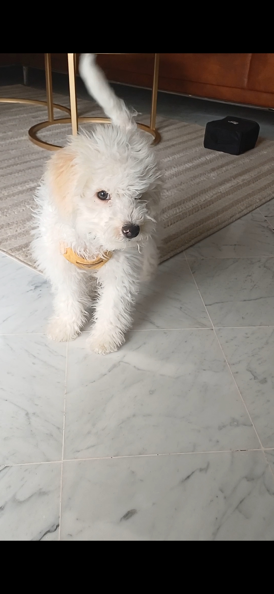 Chiens Autre