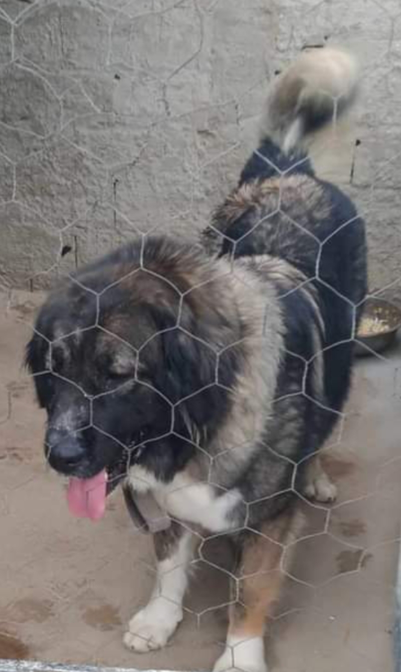 Le Kef Ouest Kef Ouest Chiens Autre Femelle berger de caucase en chaleur