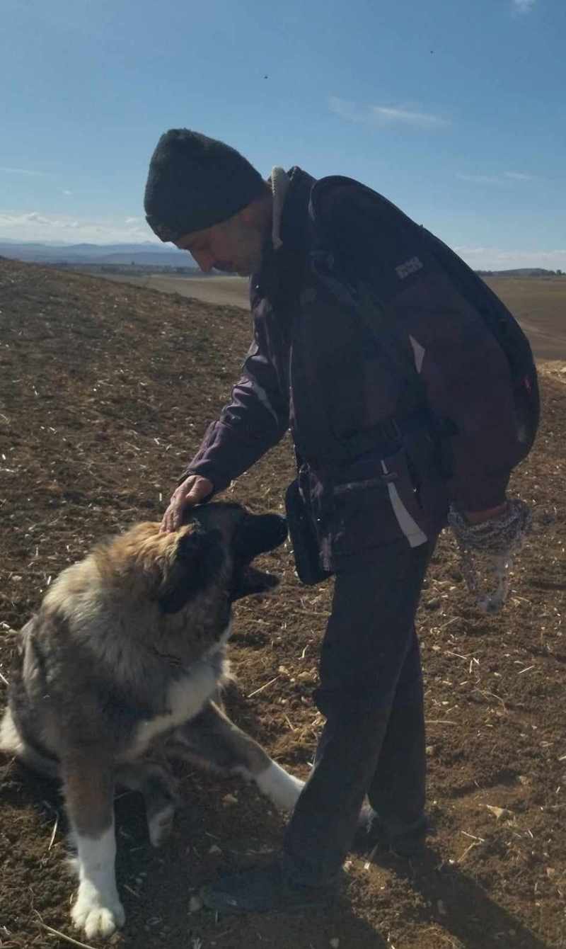Le Kef Ouest Kef Ouest Chiens Autre Femelle berger de caucase en chaleur