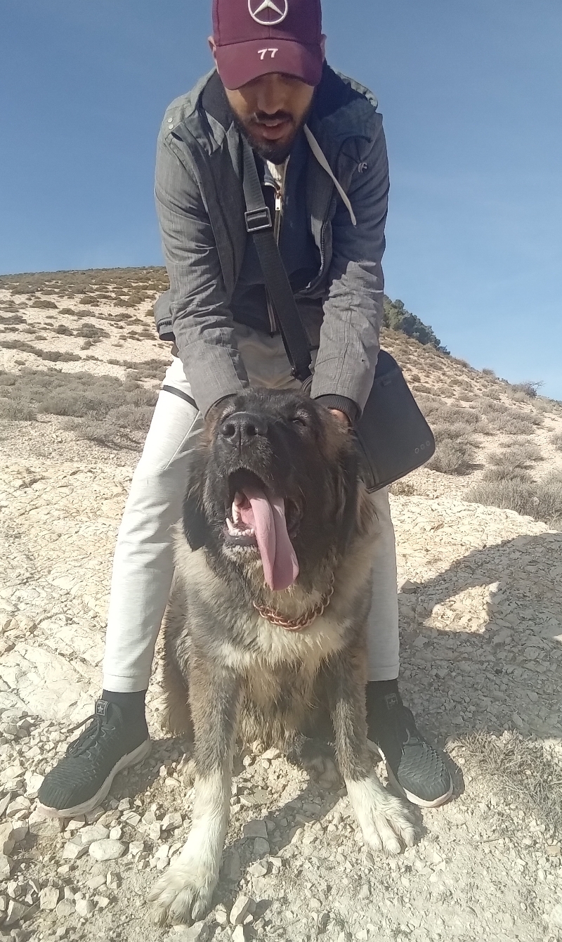 Le Kef Ouest Kef Ouest Chiens Autre Femelle berger de caucase en chaleur