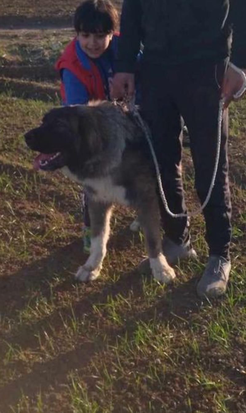 Le Kef Ouest Kef Ouest Chiens Autre Femelle berger de caucase en chaleur