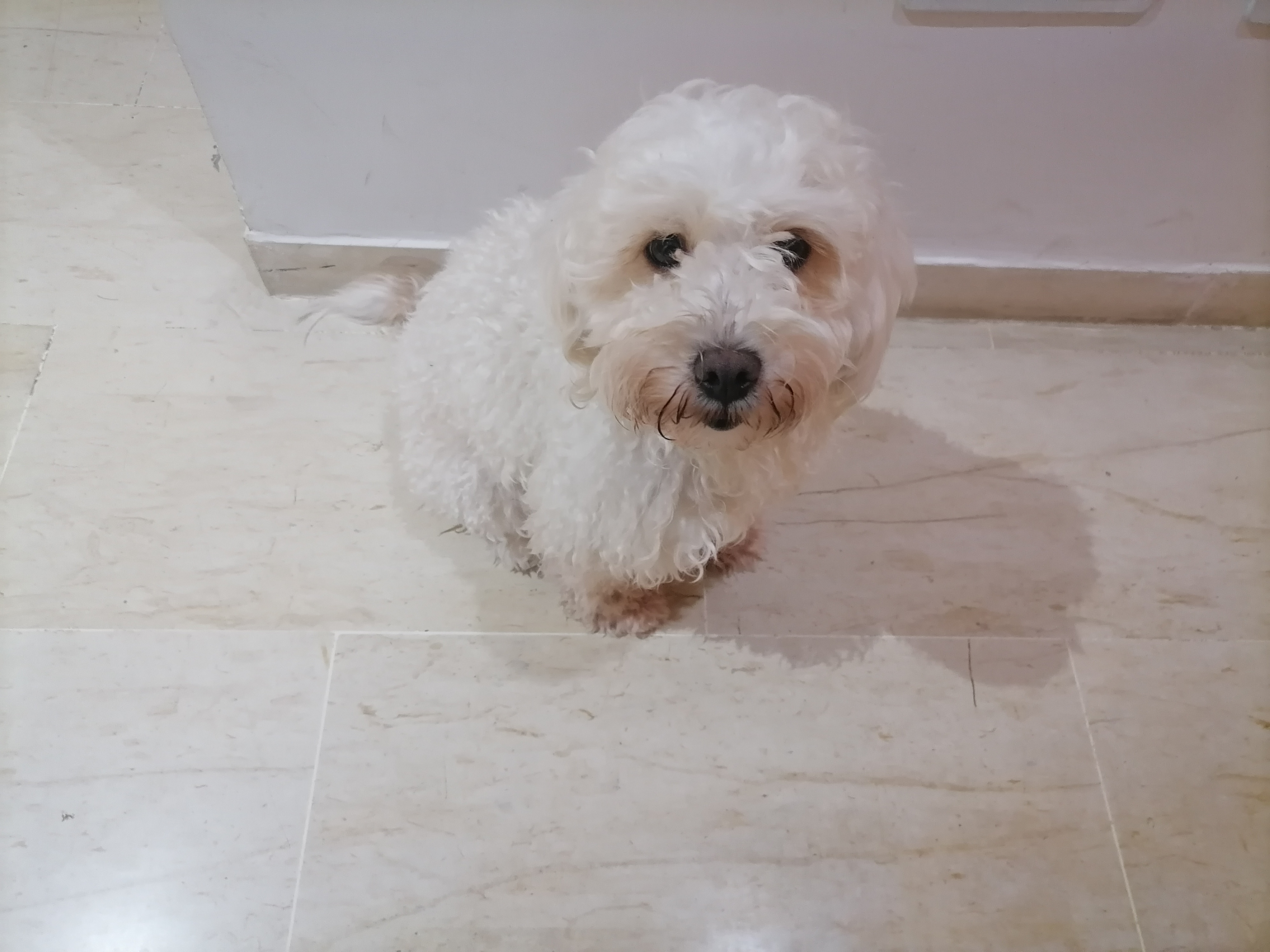 Ariana Ville El Menzah 6 Chiens Autre Chienne caniche bichon maltais de race