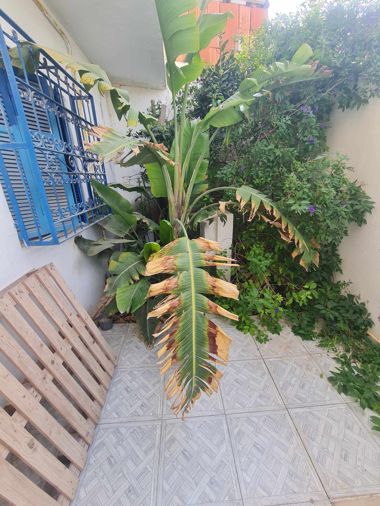 Hammamet Hammamet Vente Maisons Studio s plus 1 a el hammamet wb4156