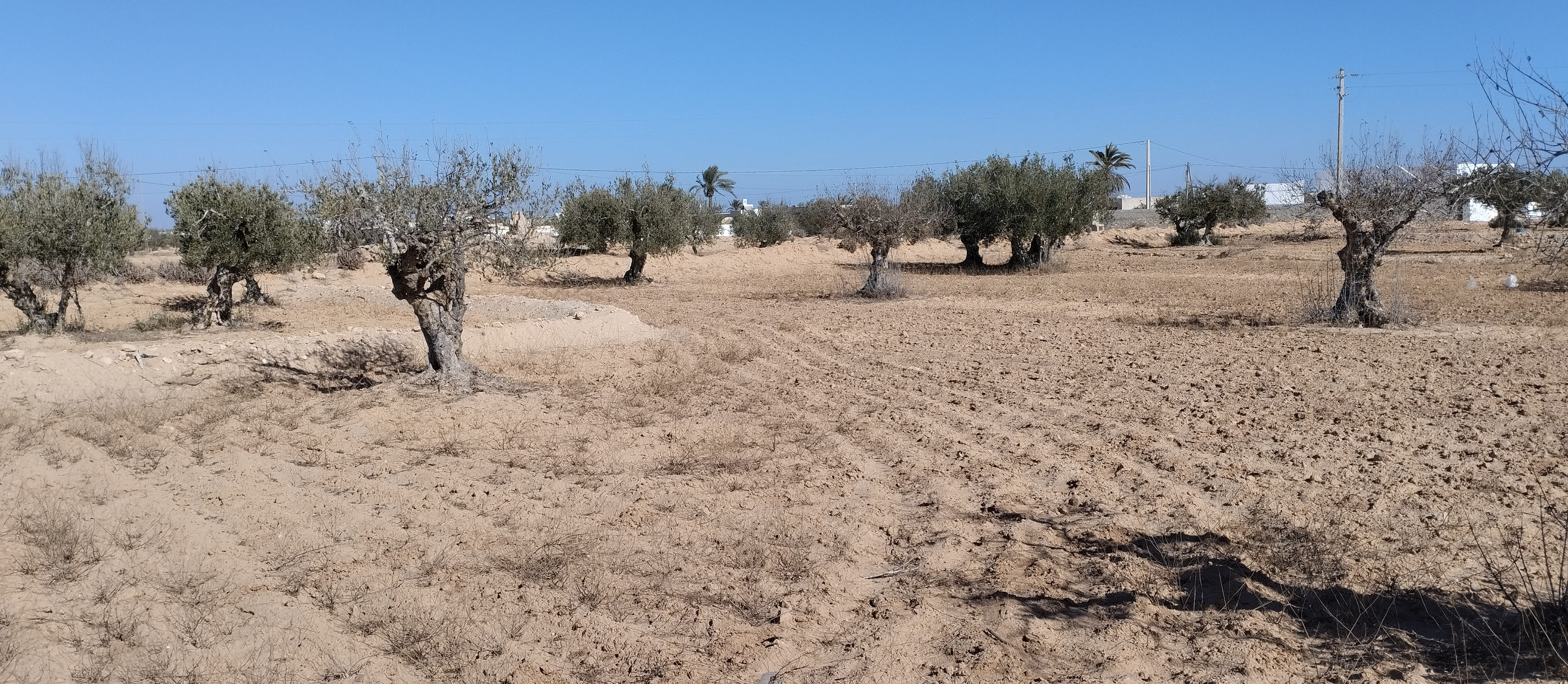 Ajim Jabira Vente Surfaces Terrain 2260 m2  menzel ben hammouda jaabira