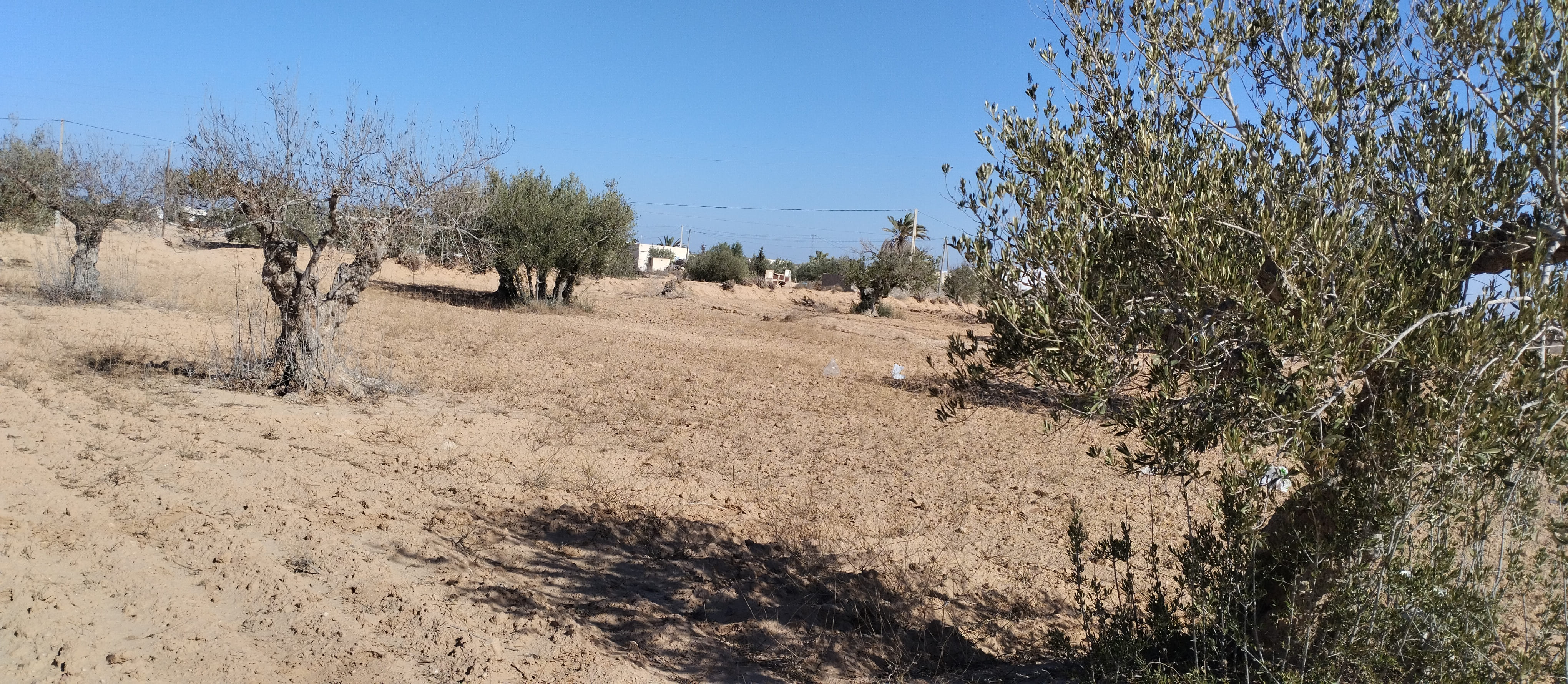 Ajim Jabira Vente Surfaces Terrain 2260 m2  menzel ben hammouda jaabira