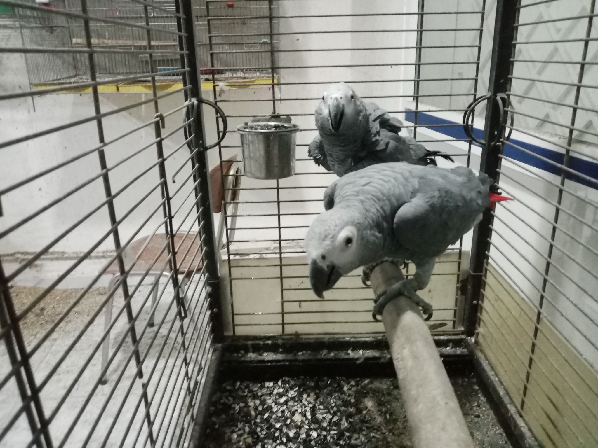 La Soukra Aeroport Tunis Carthage Oiseaux Autre 2 gris de gabon tres bien apprivois