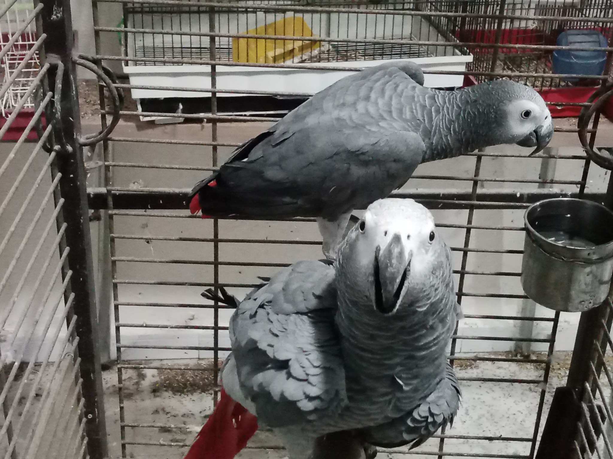 Oiseaux Autre
