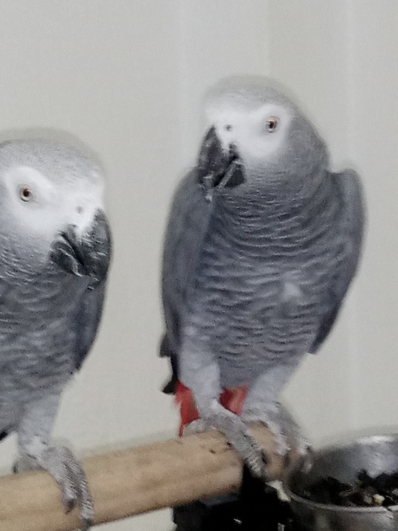 Oiseaux Autre