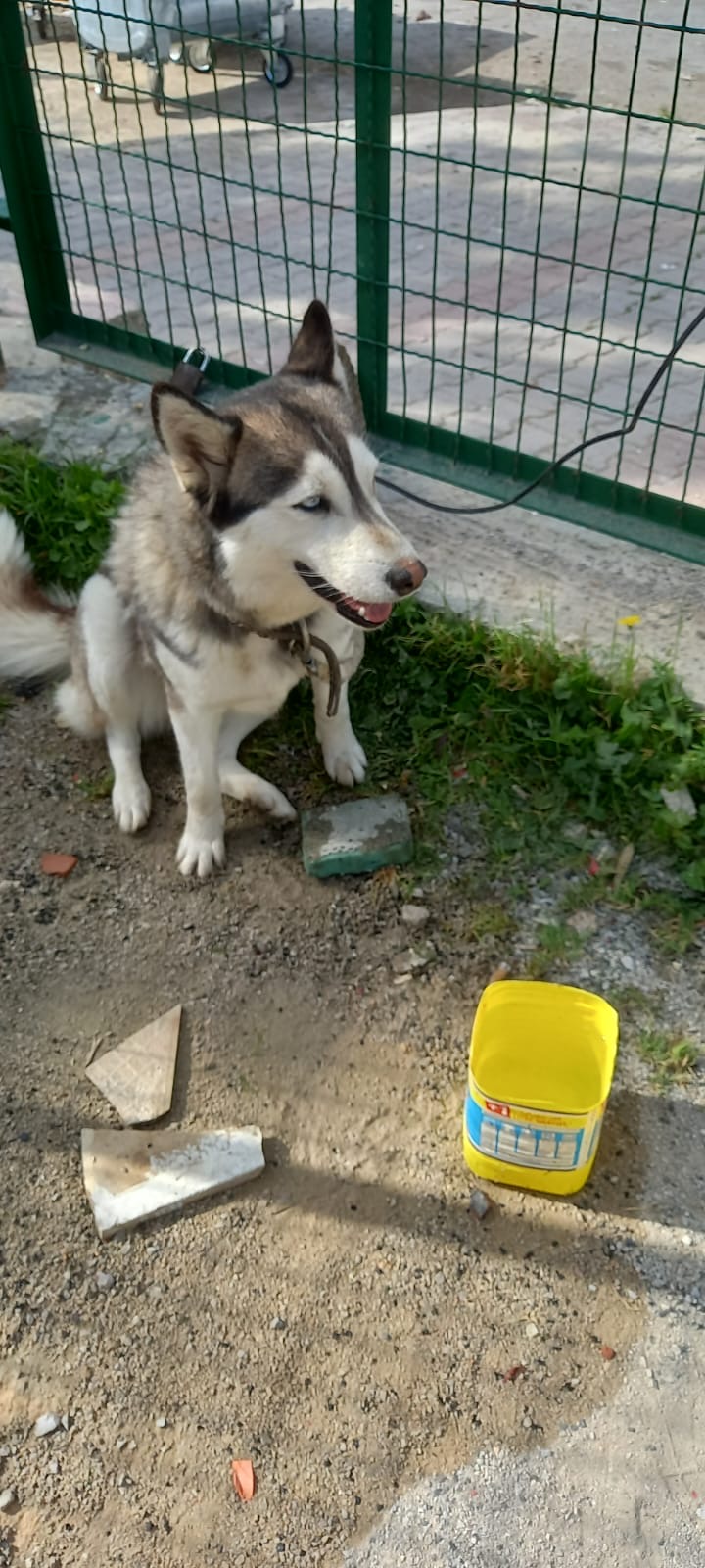Ariana Ville El Menzah 8 Chiens Autre Chien husky femelle