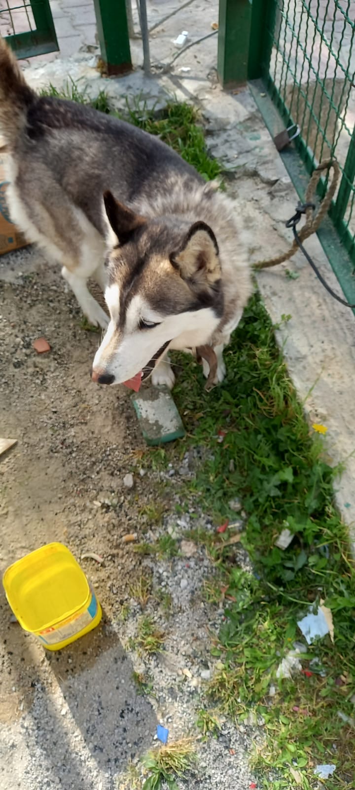 Chiens Autre