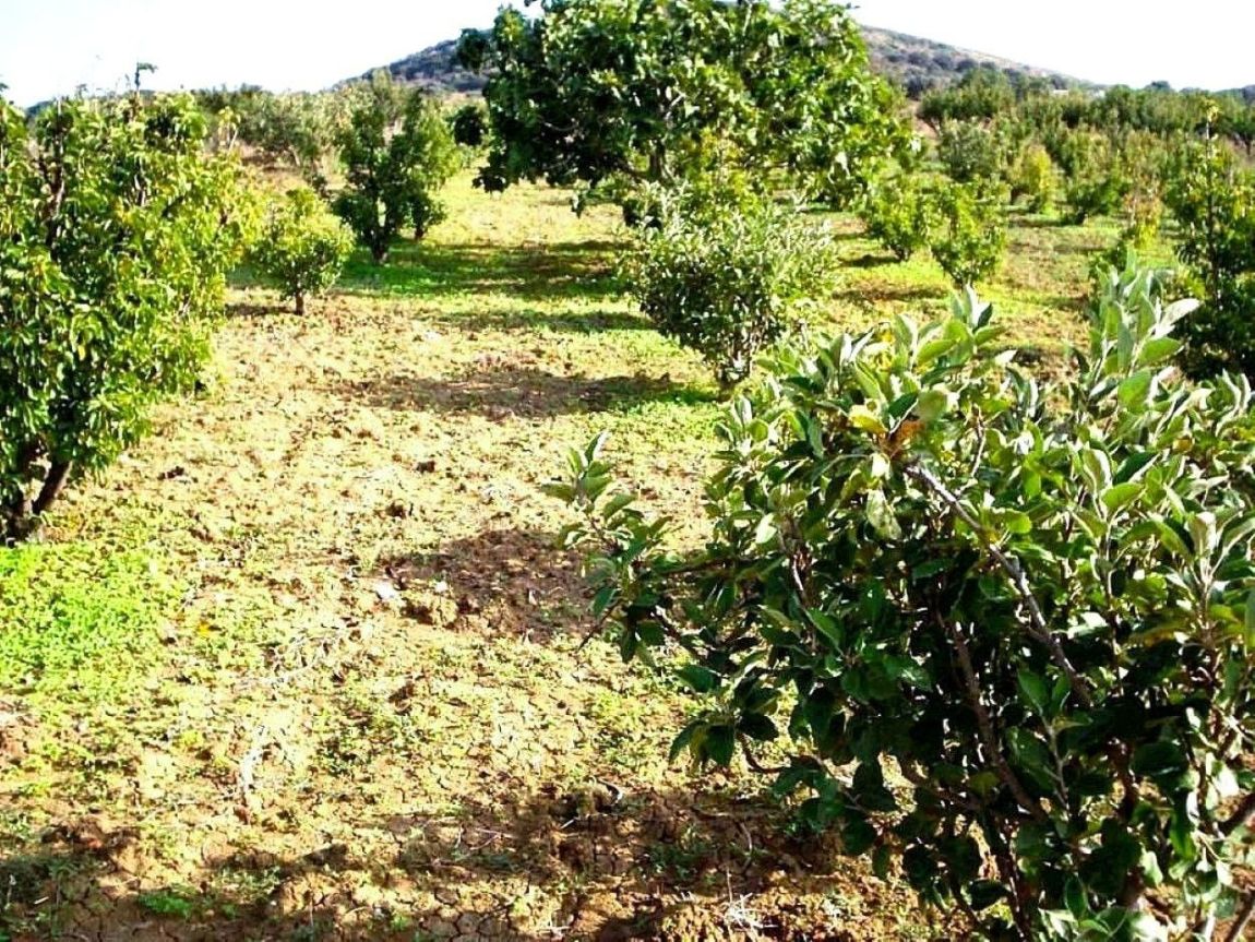 Ras Jebel&nbsp;Rafraf&nbsp;Terrain&nbsp;Terrain agricole&nbsp;Terrain 5300 m2 a rafraf