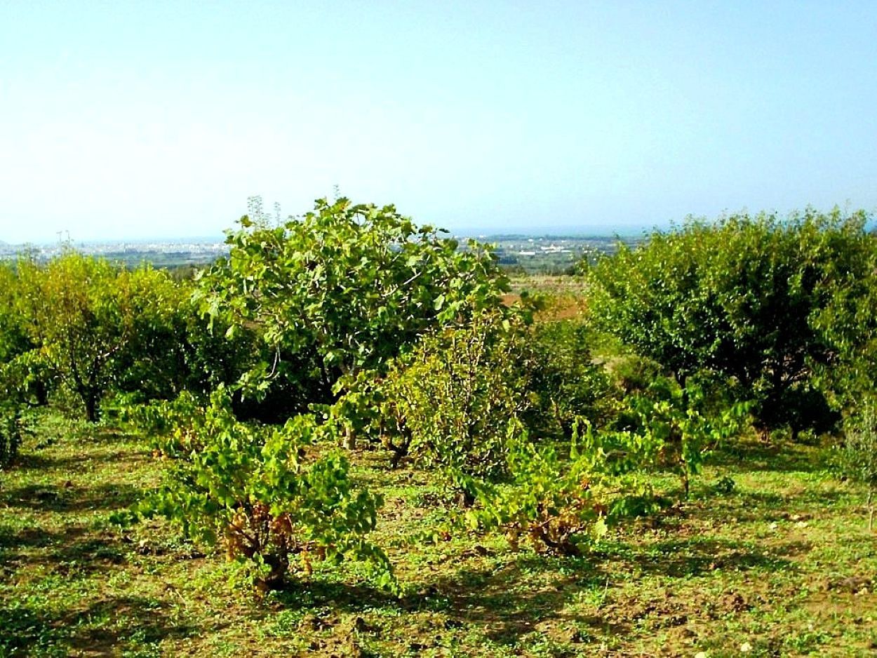 Ras Jebel&nbsp;Rafraf&nbsp;Terrain&nbsp;Terrain agricole&nbsp;Terrain 5300 m2 a rafraf