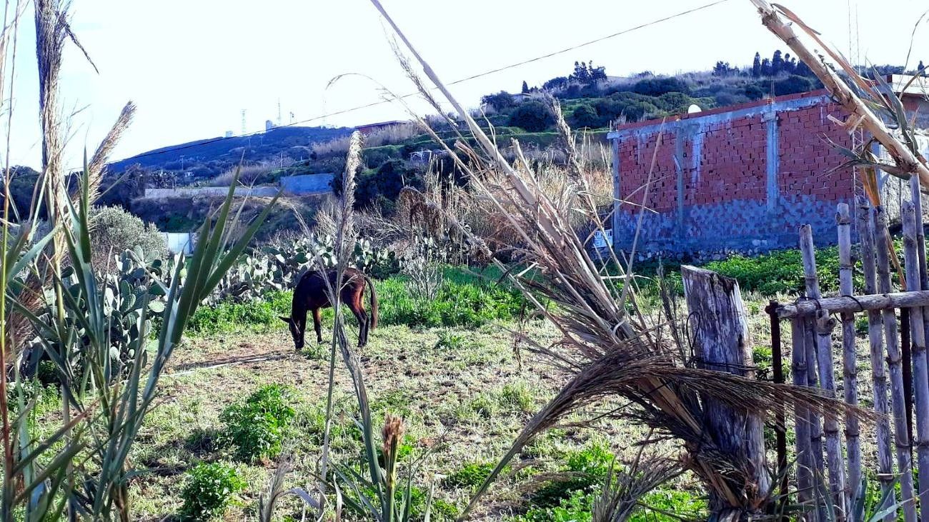 Ras Jebel&nbsp;Rafraf&nbsp;Terrain&nbsp;Terrain nu&nbsp;Terrain 820 m2 a rafraf