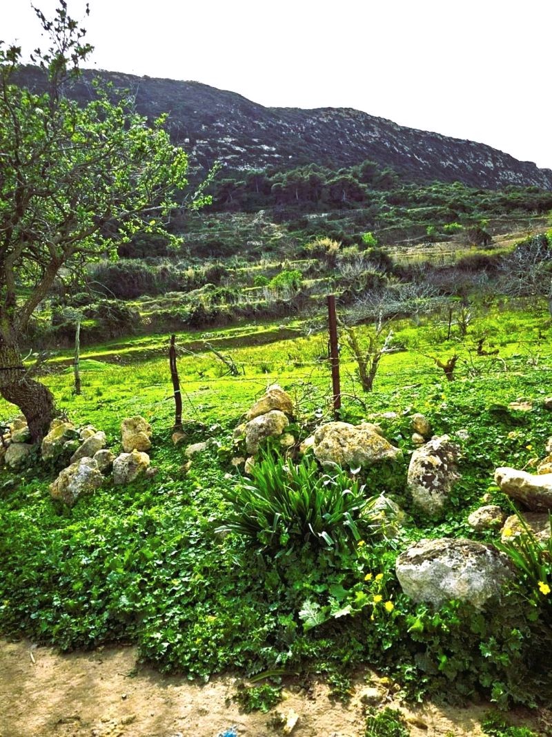 Ras Jebel&nbsp;Rafraf&nbsp;Terrain&nbsp;Terrain nu&nbsp;Terrain 2500 2 sur les hauteurs de rafraf