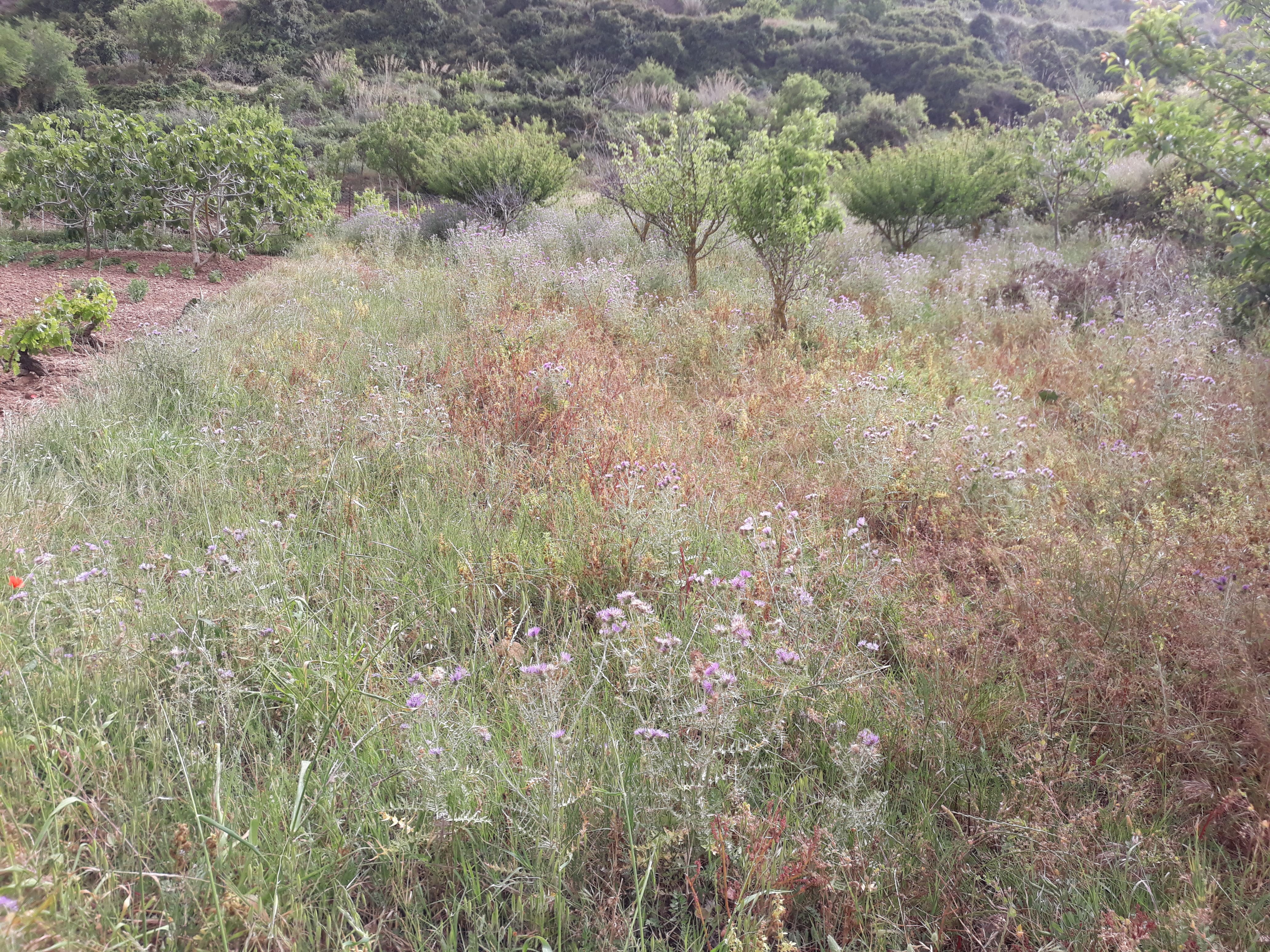 Terrain Terrain agricole