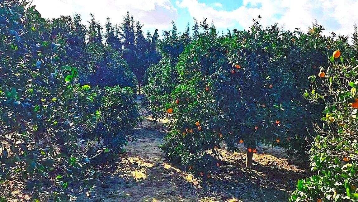 Ras Jebel Rafraf Terrain Terrain agricole Terrain 3700 m2 a sounine rafraf